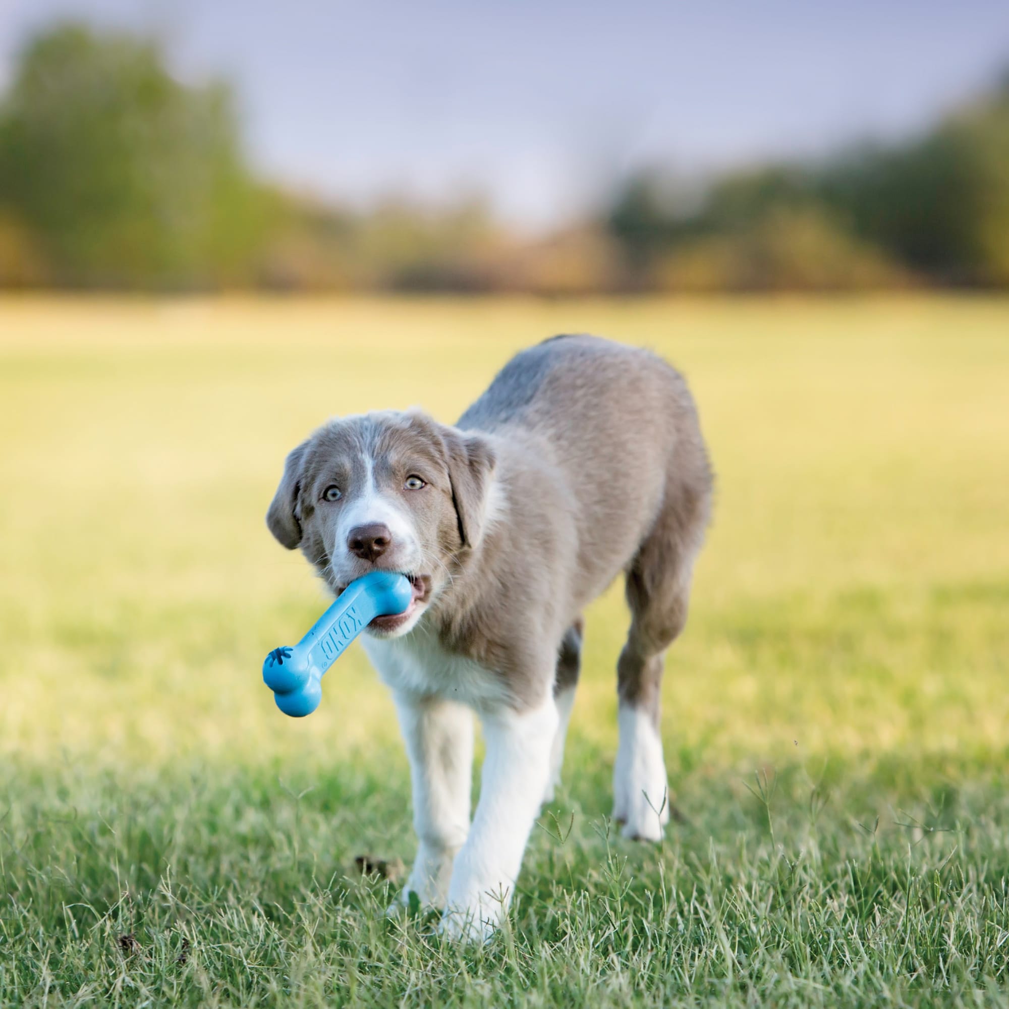 Small KONG Puppy Goodie Bone Dog Toy, Pink or Blue • CHEAPER THAN CHEW