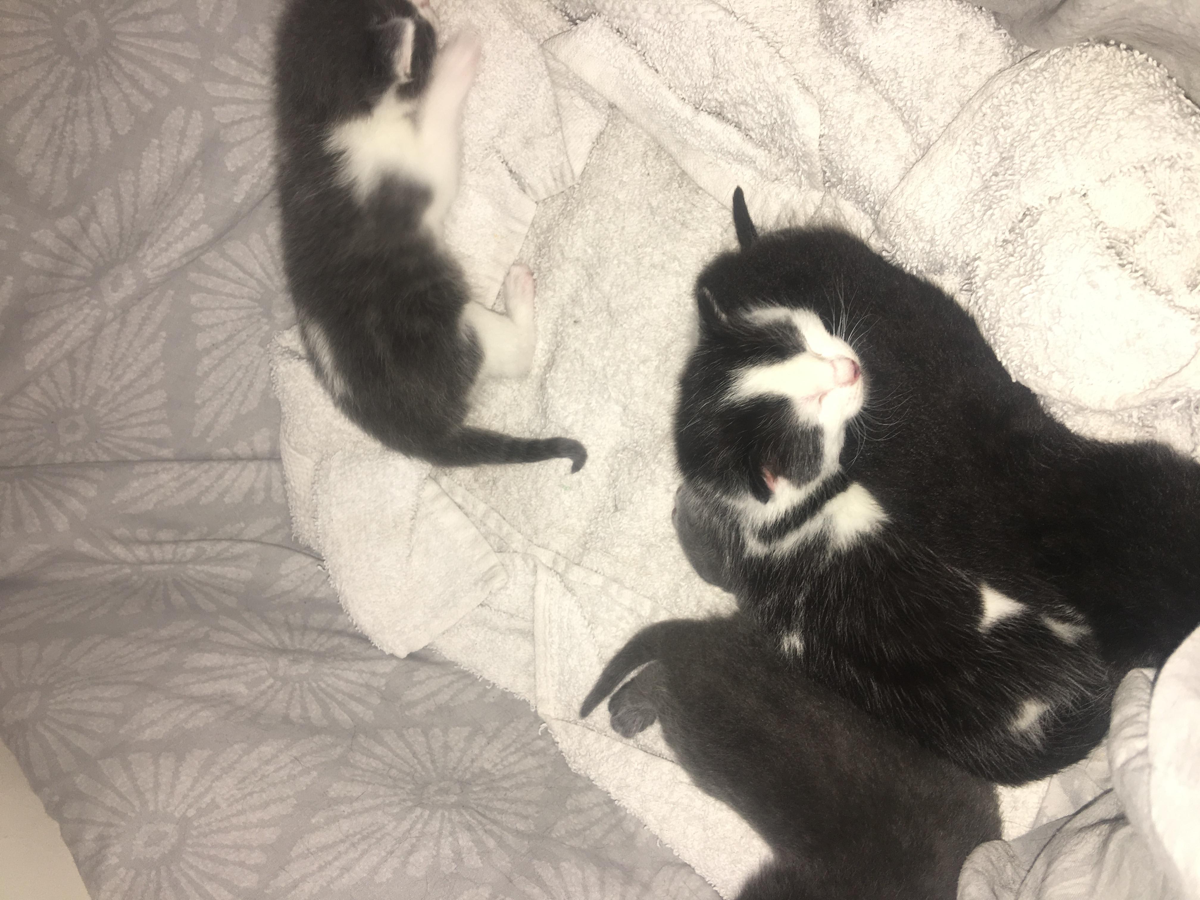 Picture of What Food Should I Feed My Underweight Nursing Cat to Gain Weight? | Petco