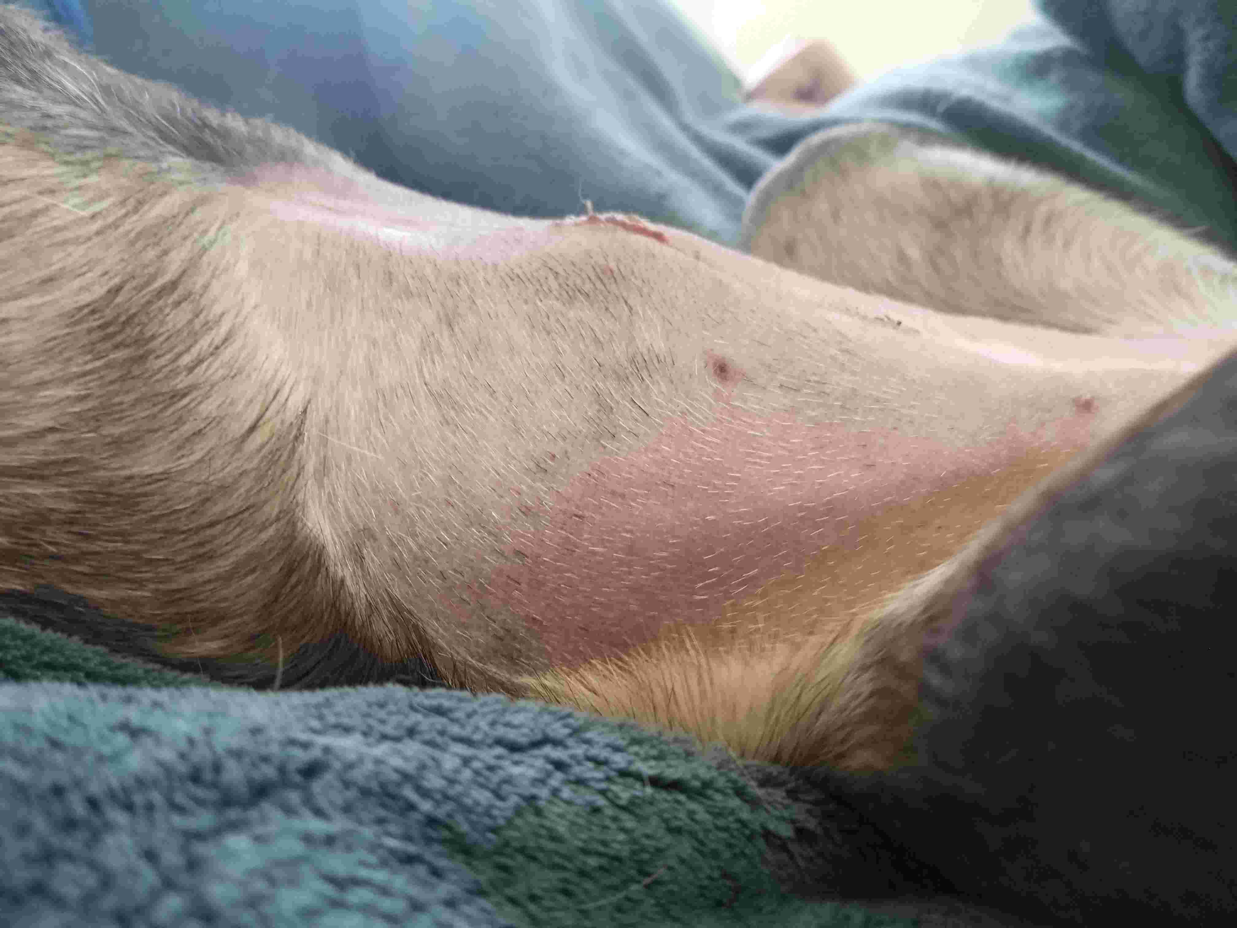My Dog's Spay Incision Swelling: Is It Normal or Excessive? | Petco
