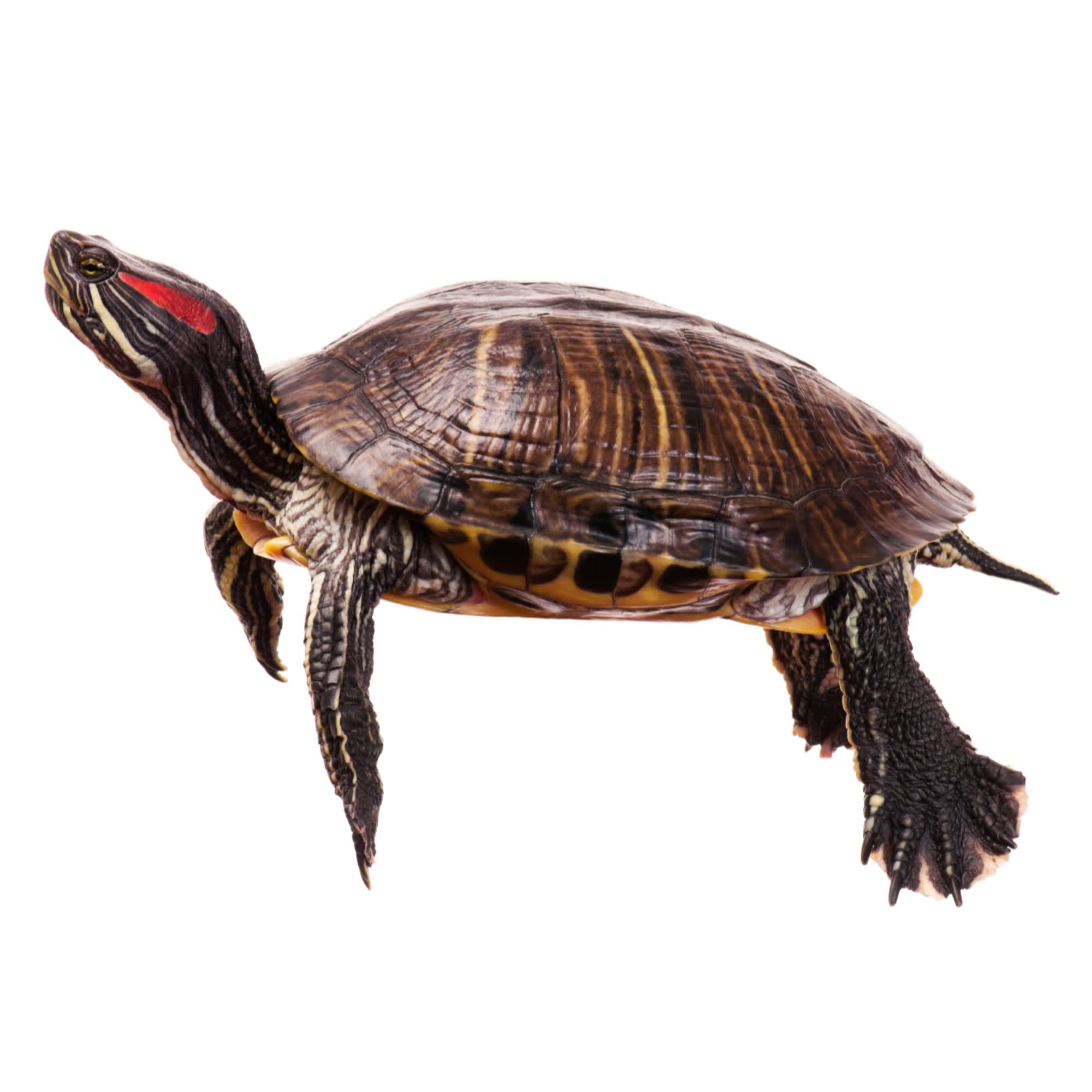 Petco cheap turtle prices