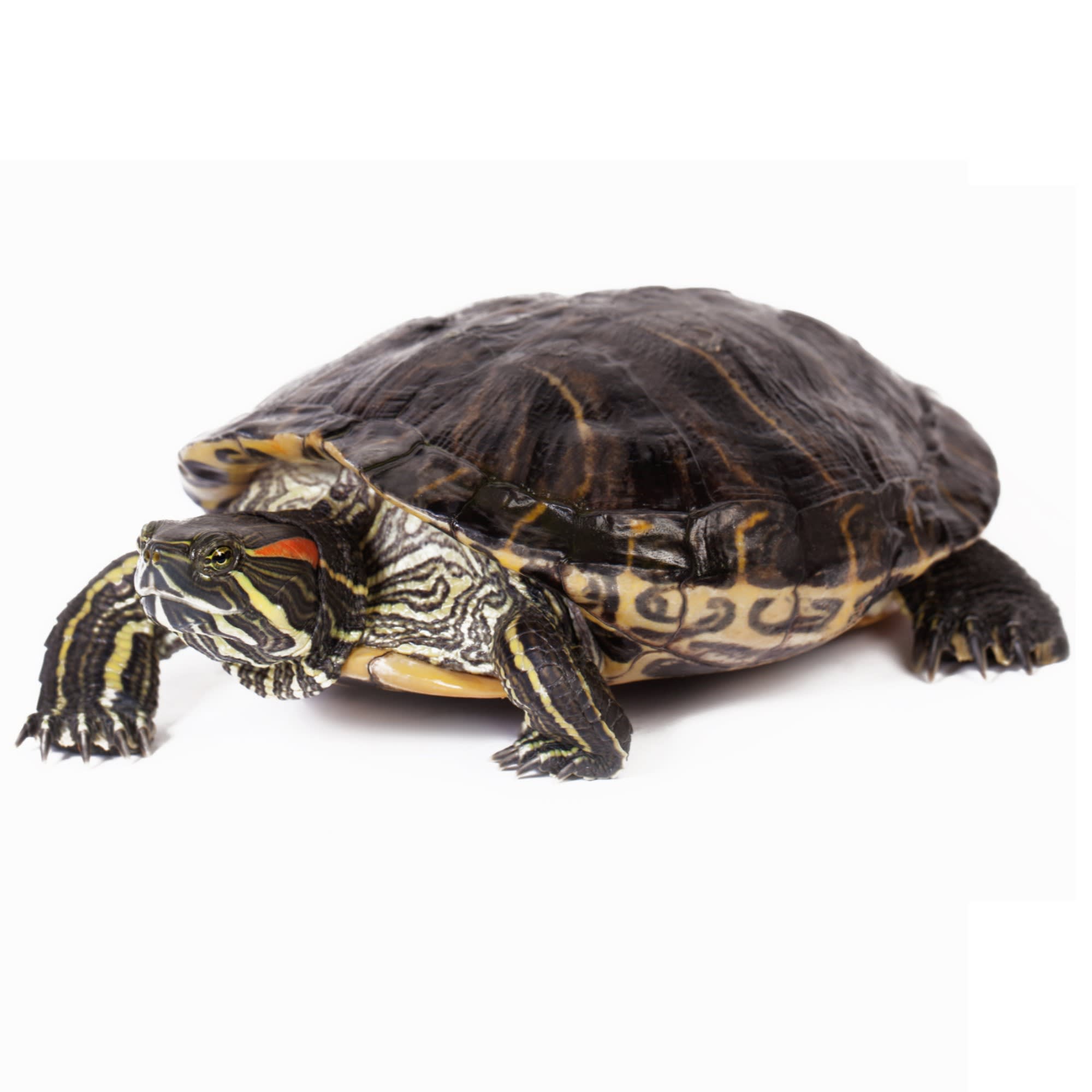 Red Eared Slider Turtles | Red Eared Slider for Sale | Petco