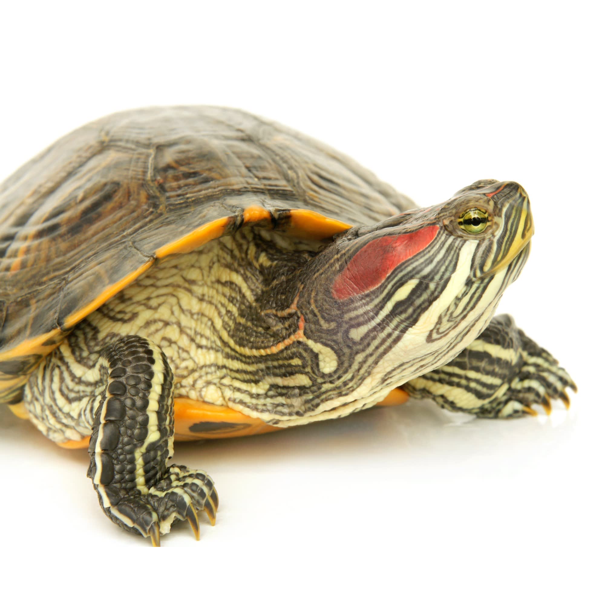 Mini dwarf red eared clearance sliders