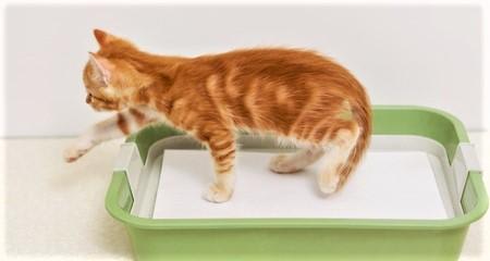 5 Reasons Your Cat is Peeing (or Pooping!) Outside the Litter Box