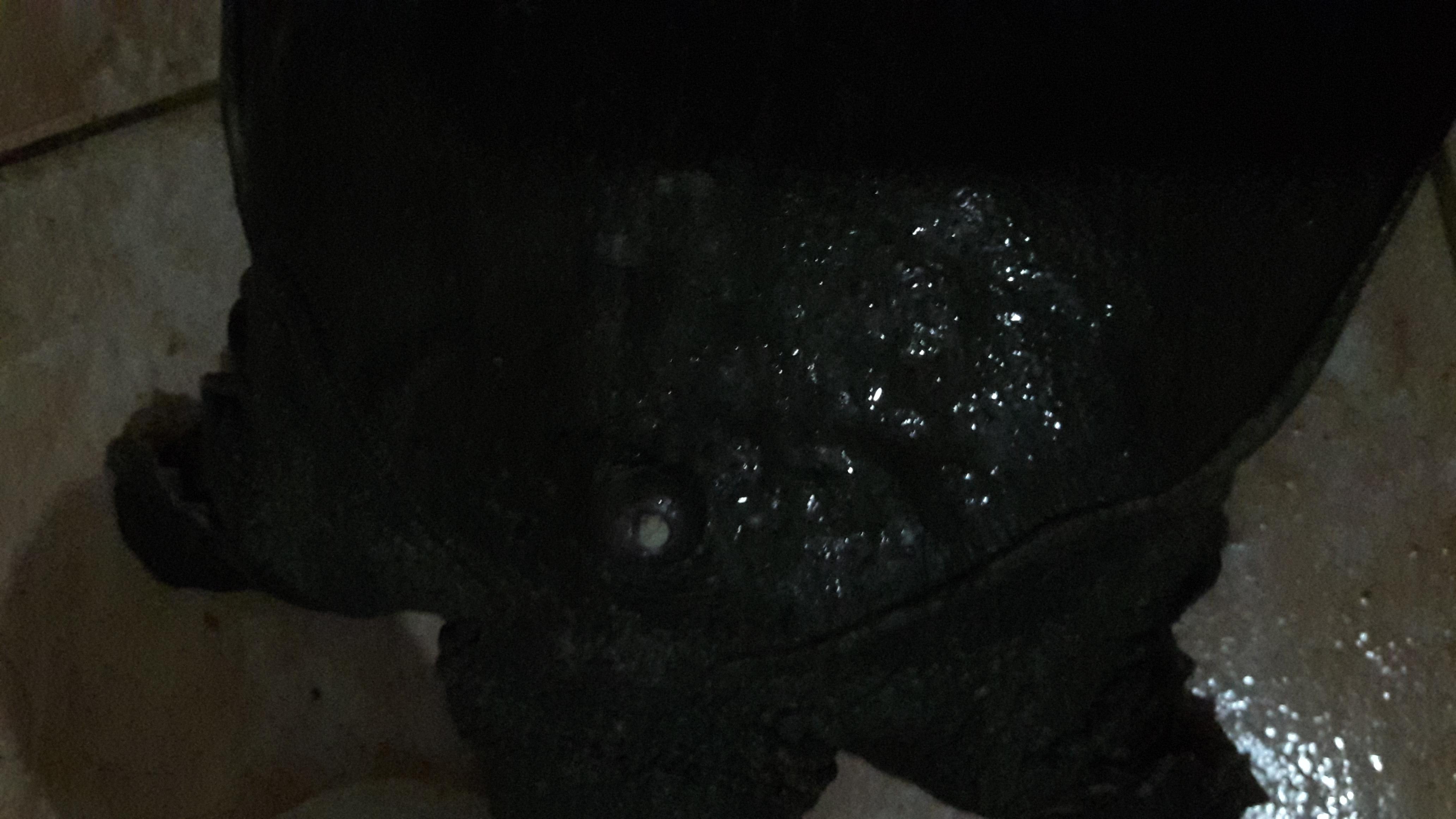 Softshell Turtle Shell Swollen with Hole? No Vet? Get Help Now | Petco