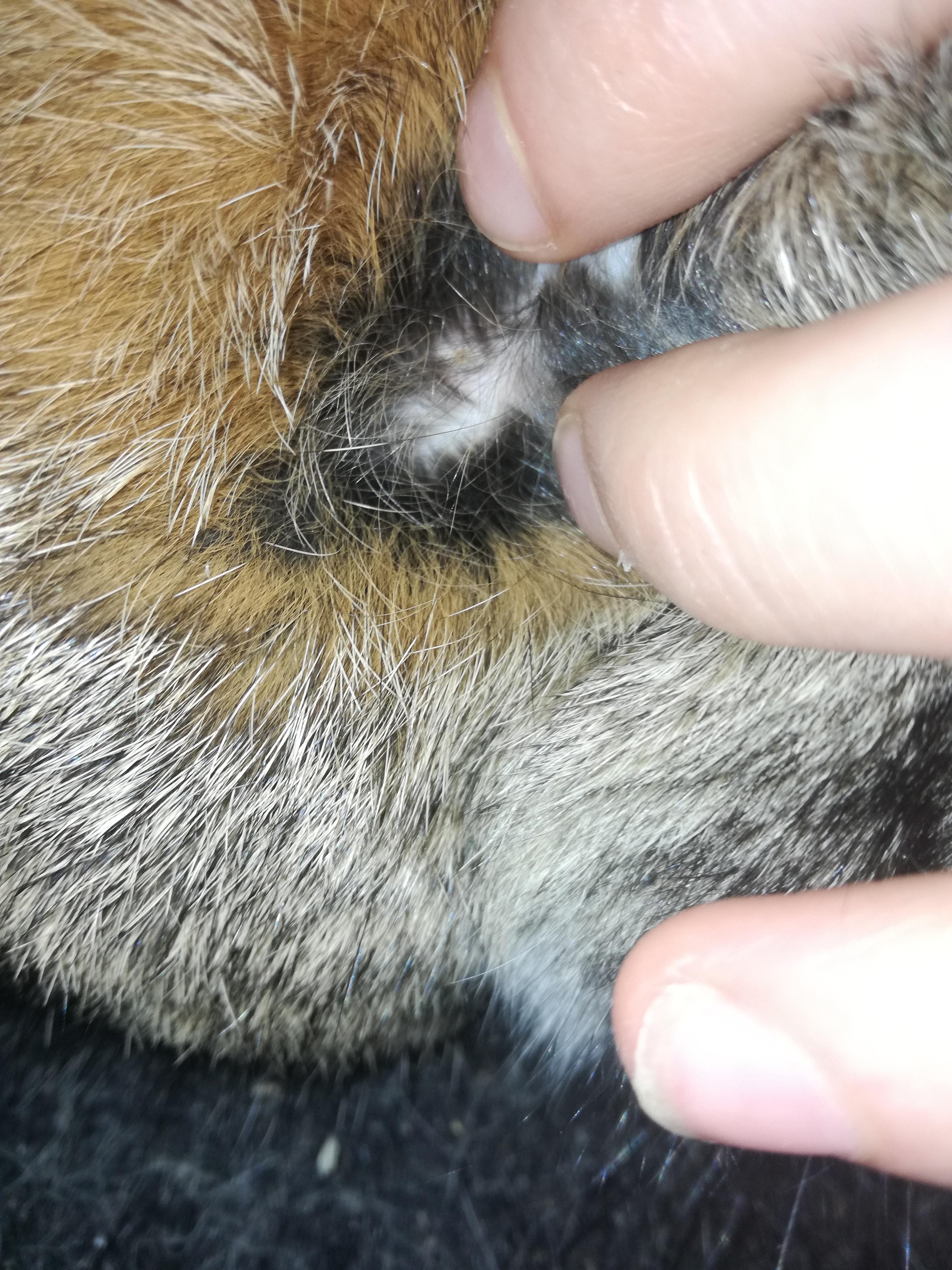 Rabbit Scabs & Balding on Neck & Ears: What's Wrong? | Petco