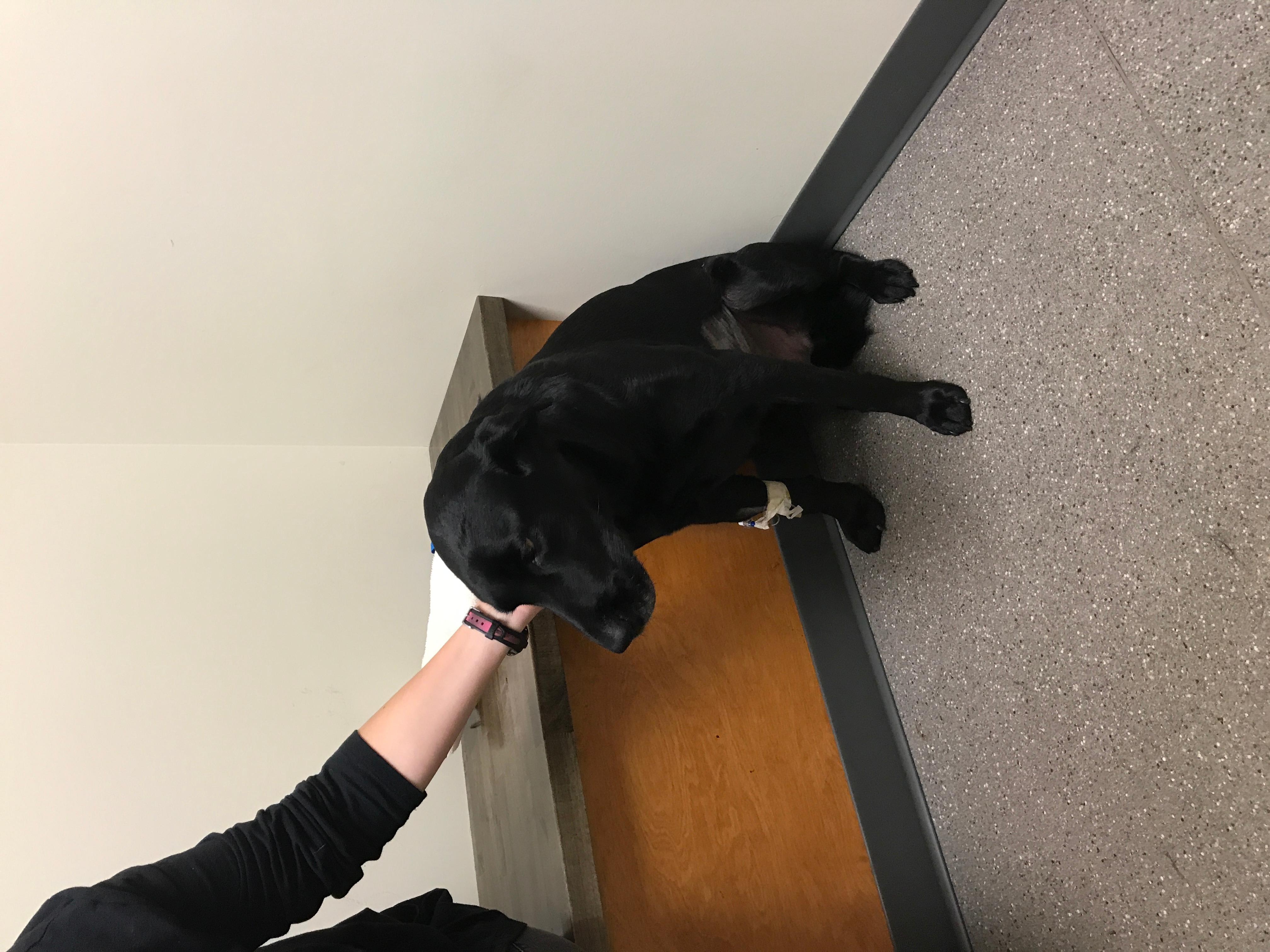 Why was my 70lb dog charged for so much fentanyl at the vet? | Petco