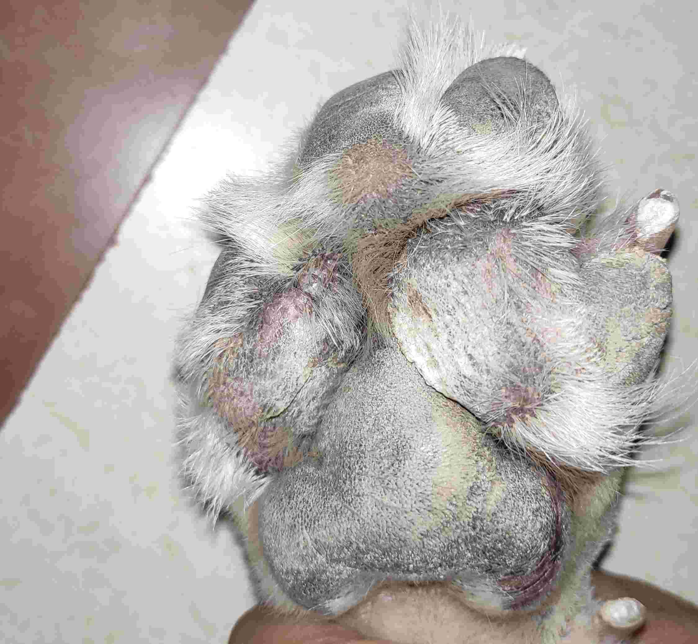 Why does my Labrador have painful foot growths & fast nails? | Petco