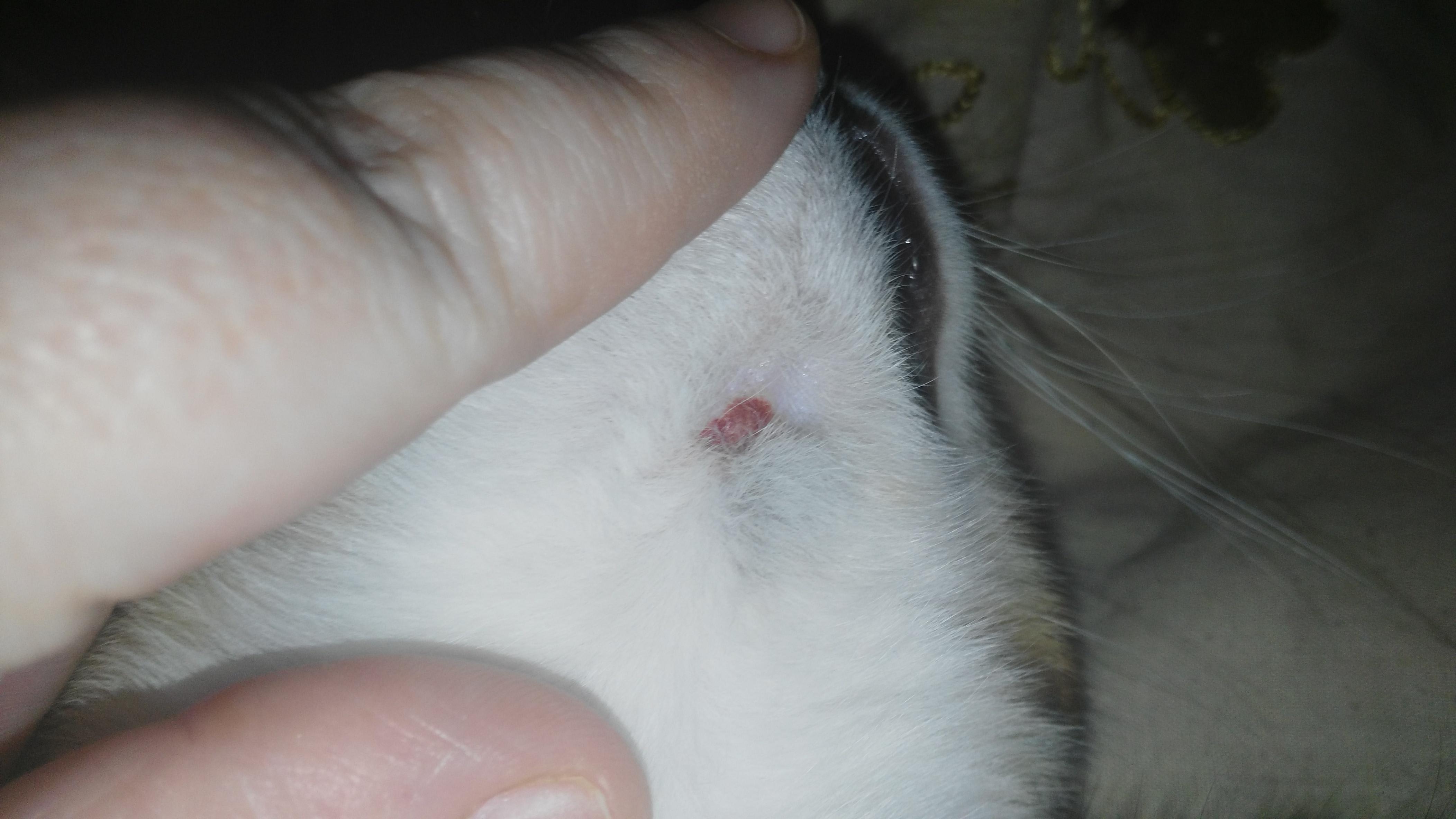 Kitten Scratching Red Bump on Chin? Find Out What to Do | Petco