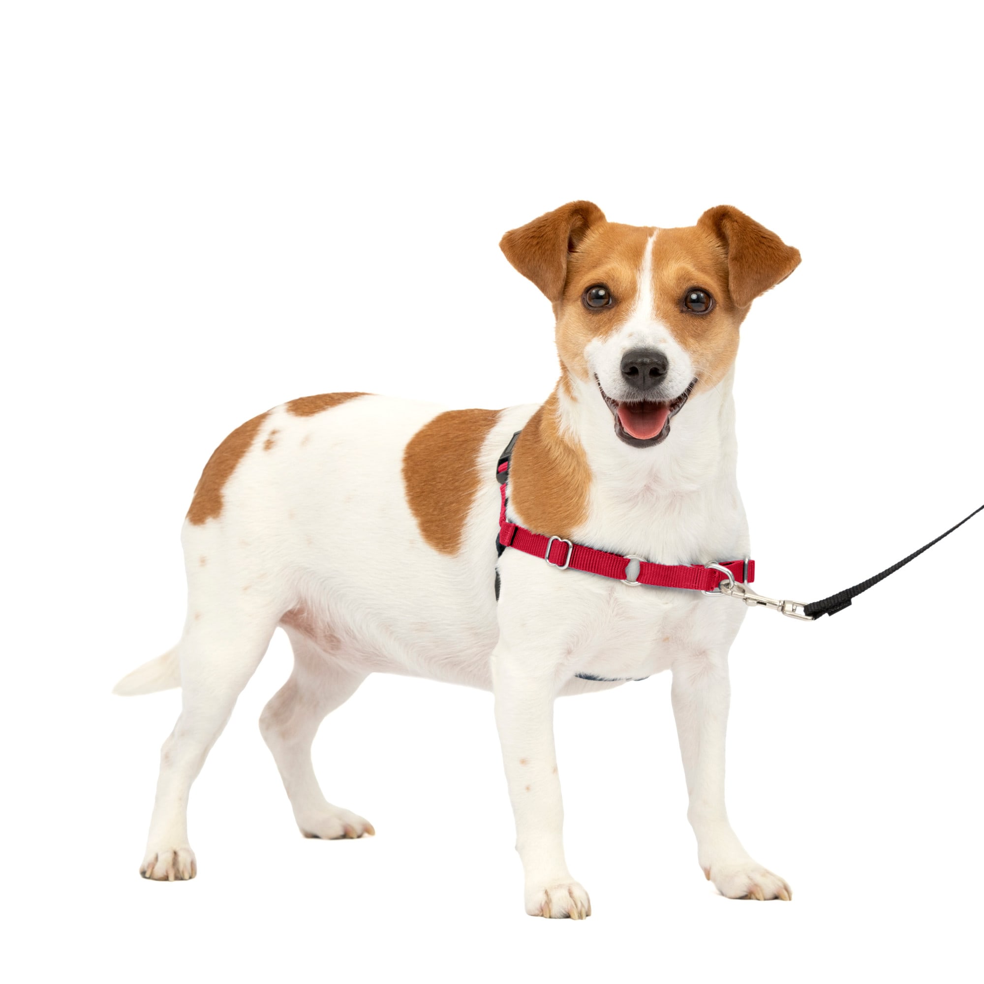 Petco wonder walker store harness