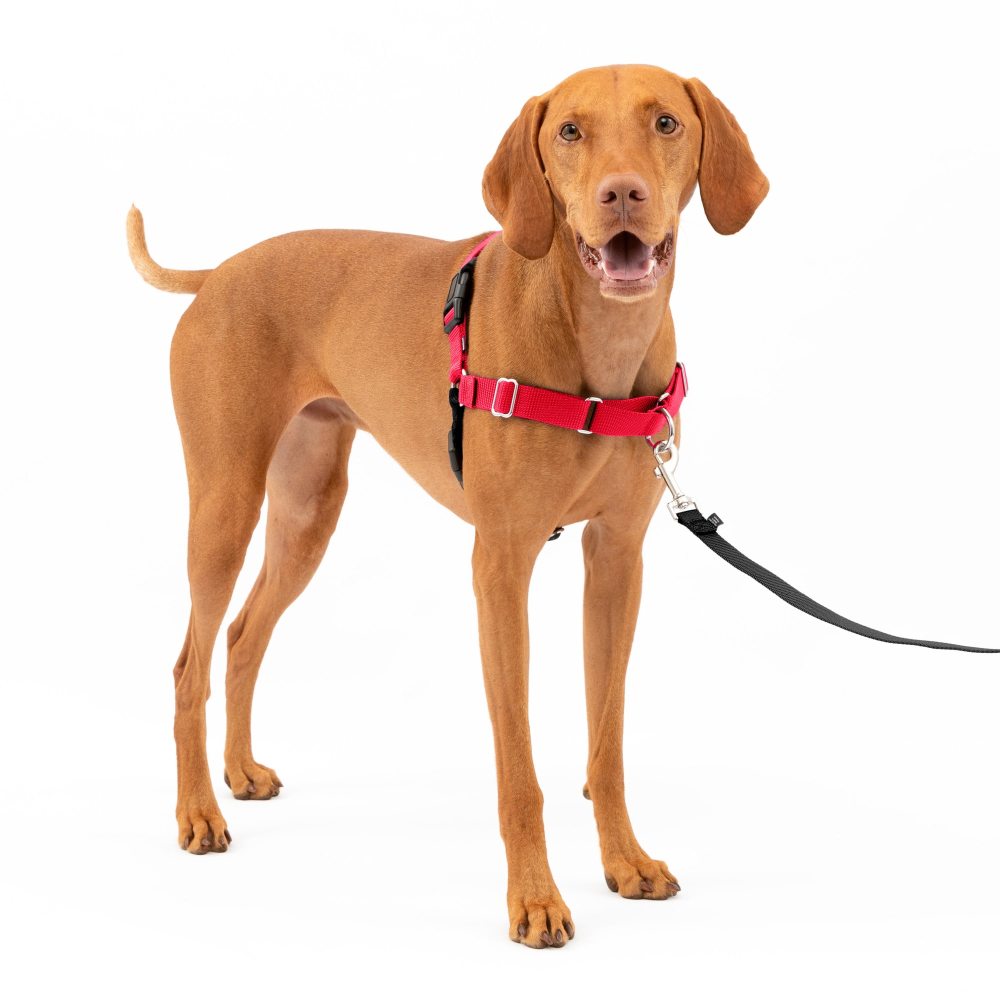 Red dog store leash and collar