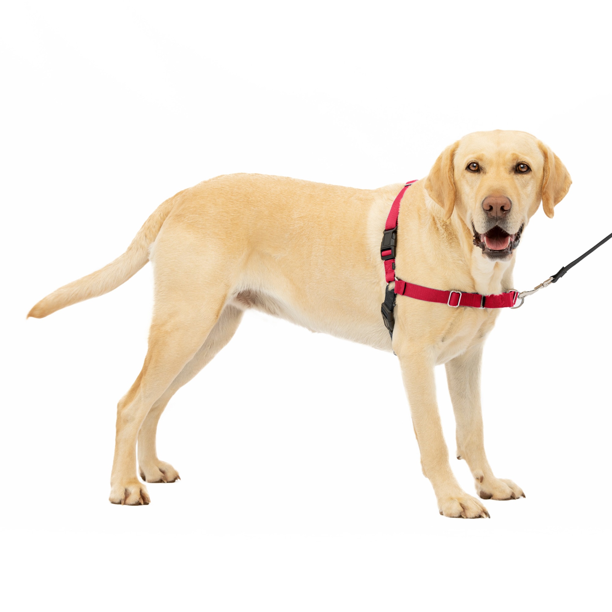 Petsafe easy walk medium sale