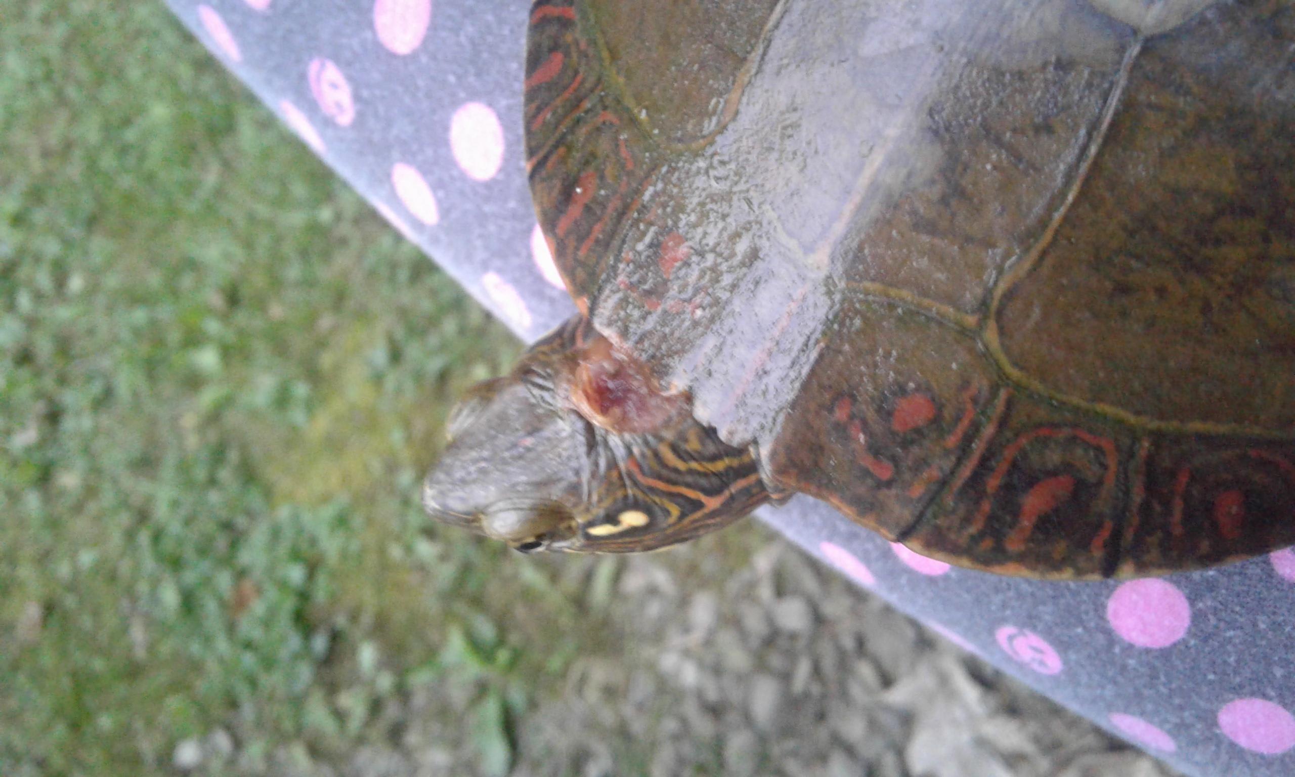 Why is my turtle's shell soft & has a head spot? Is it contagious? | Petco