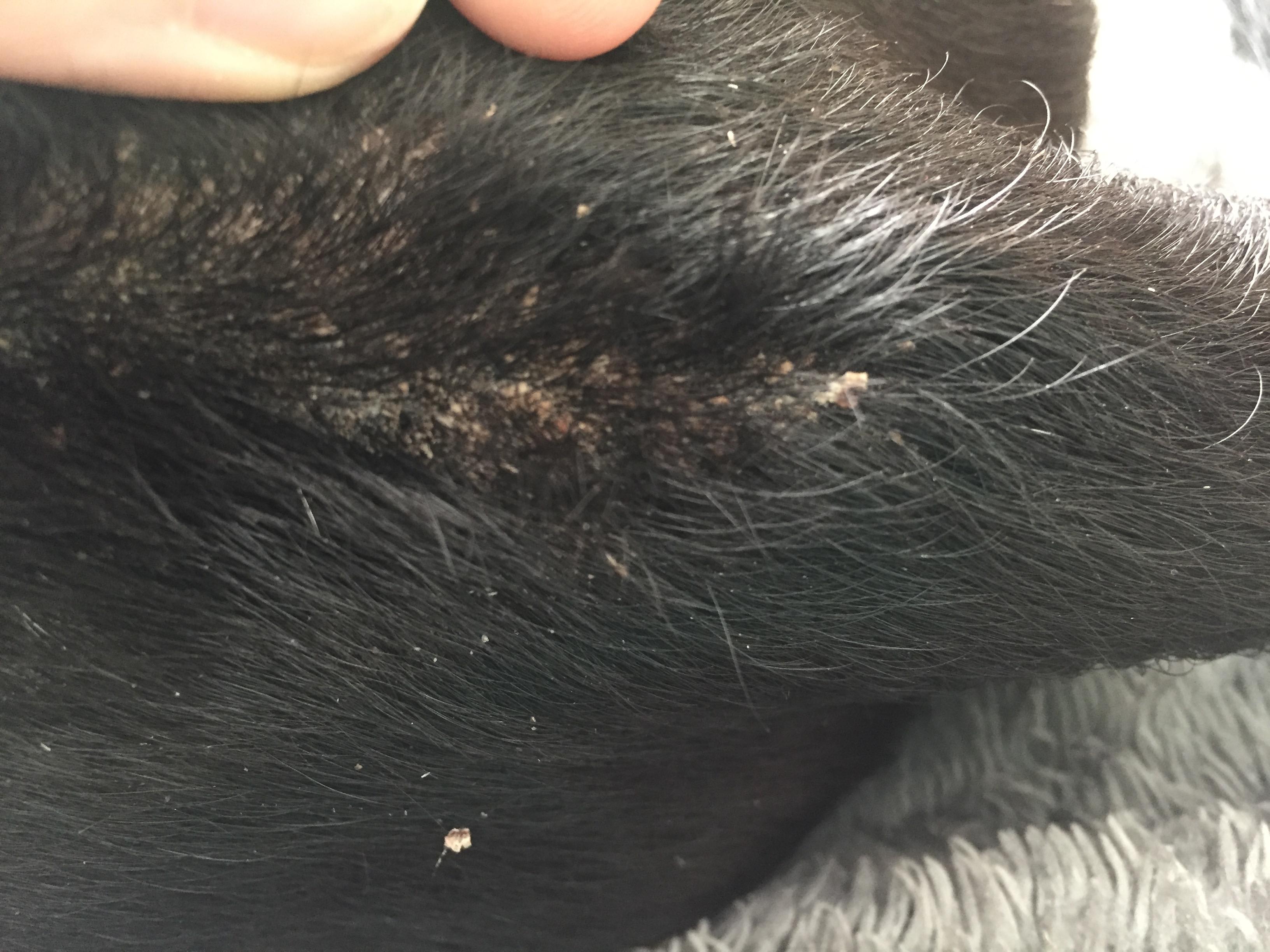 My adopted dog has scaly, dandruffy skin. Causes & Treatment | Petco