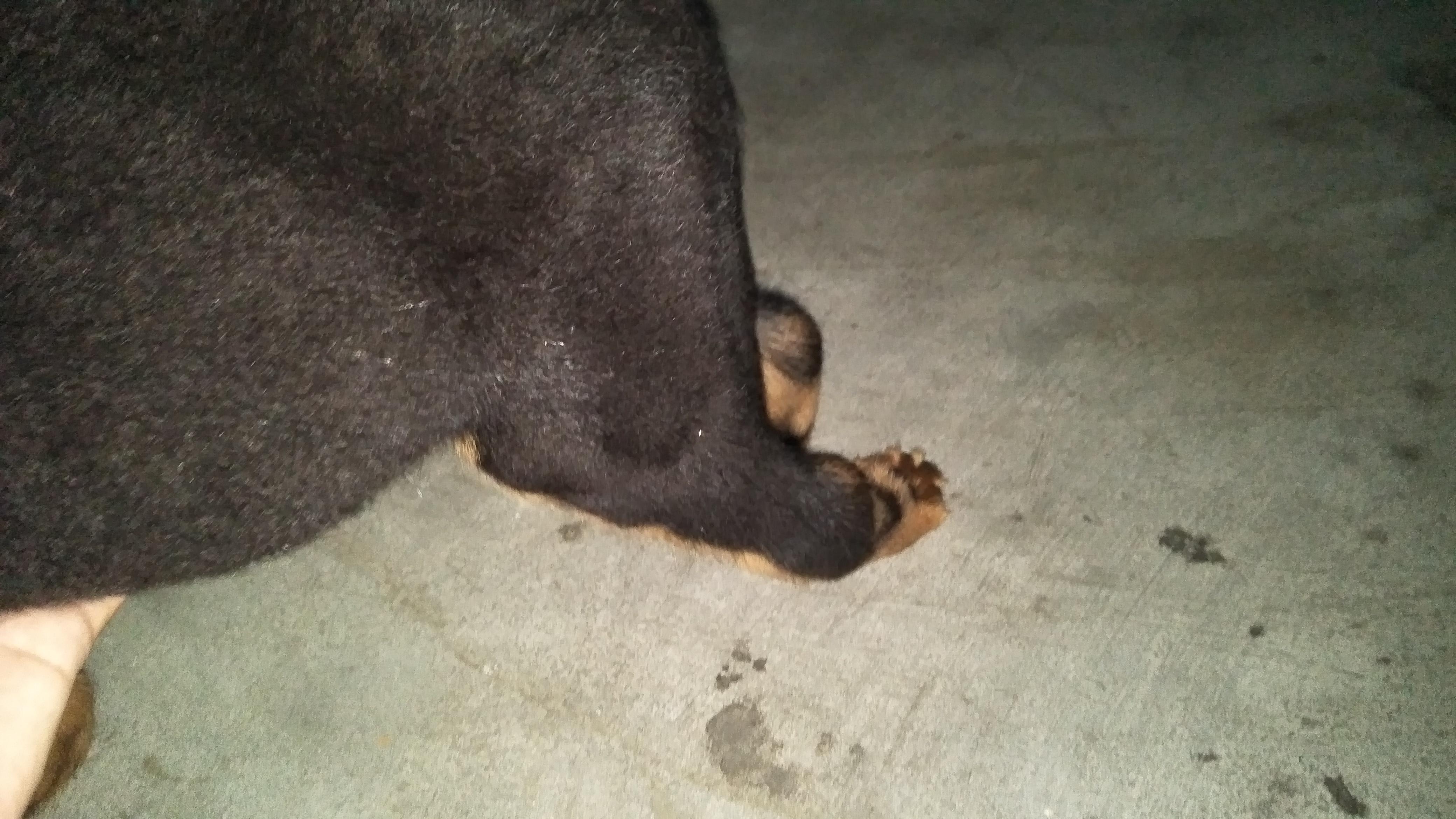 Dog Limping After Shots