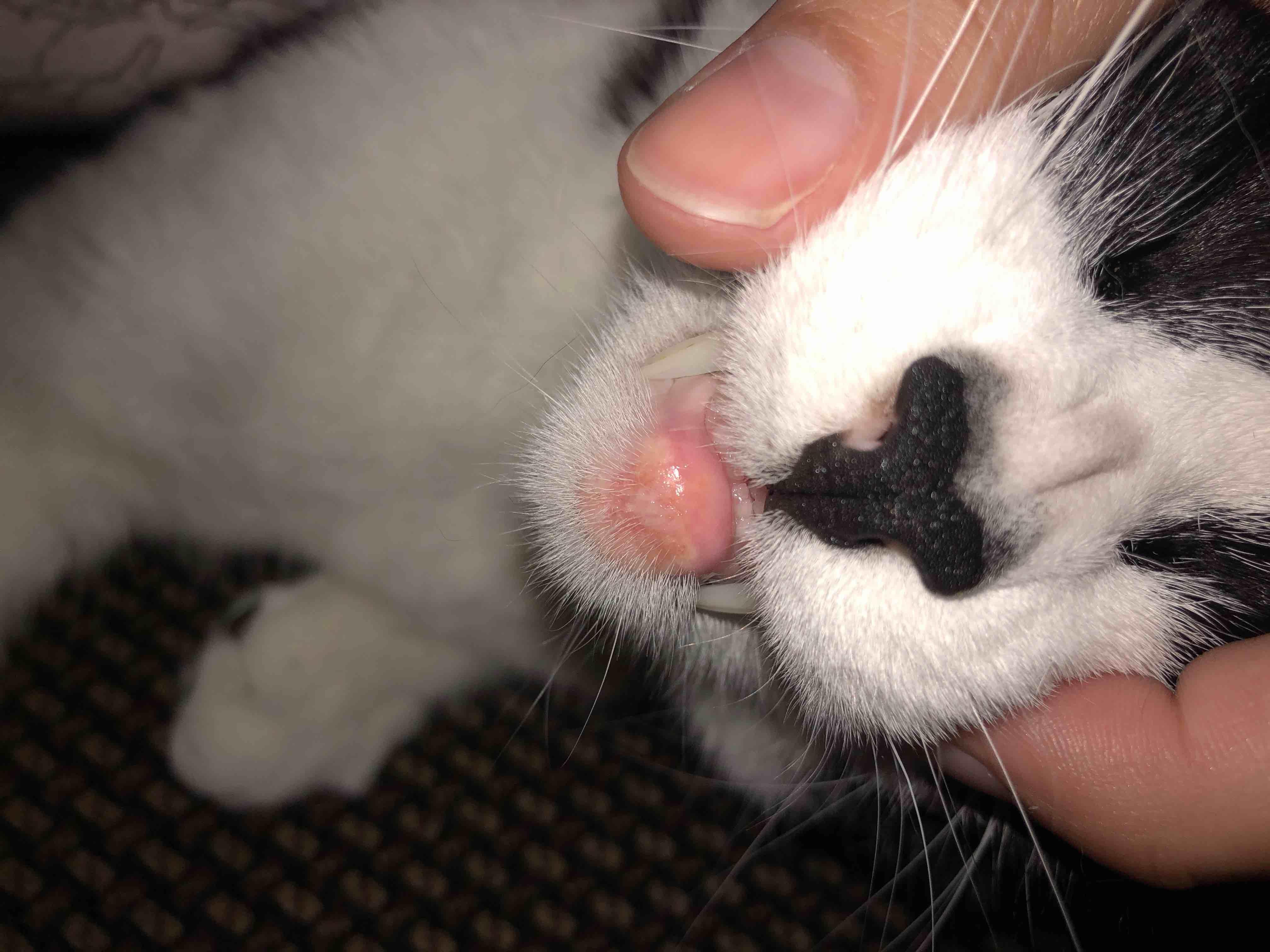 My Cat's Swollen, Red Lip, Pus, & Sneezing: What's Wrong? | Petco