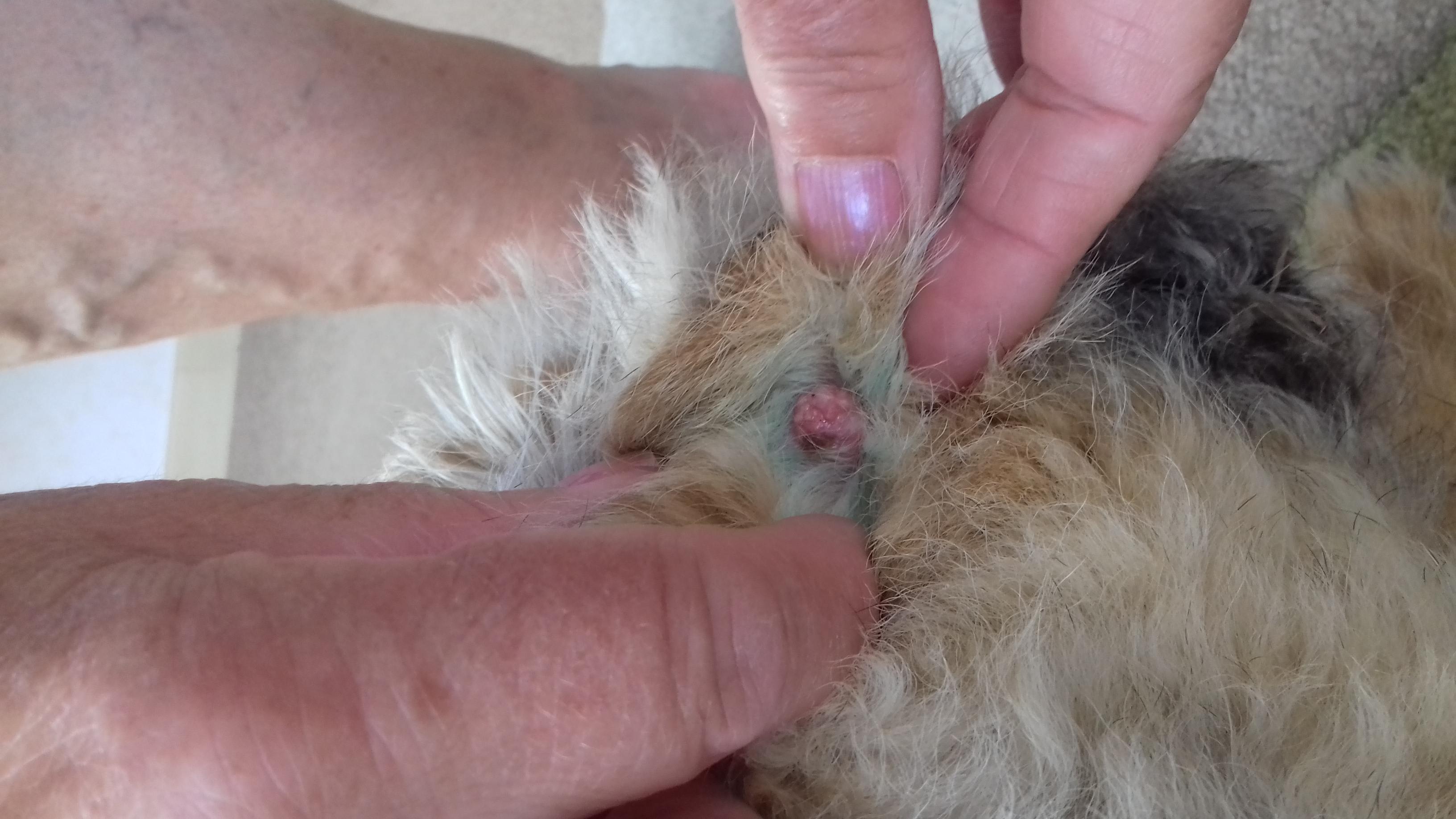 Senior Dog with Diabetes & Pink Scaly Skin Lumps: What to Do? | Petco