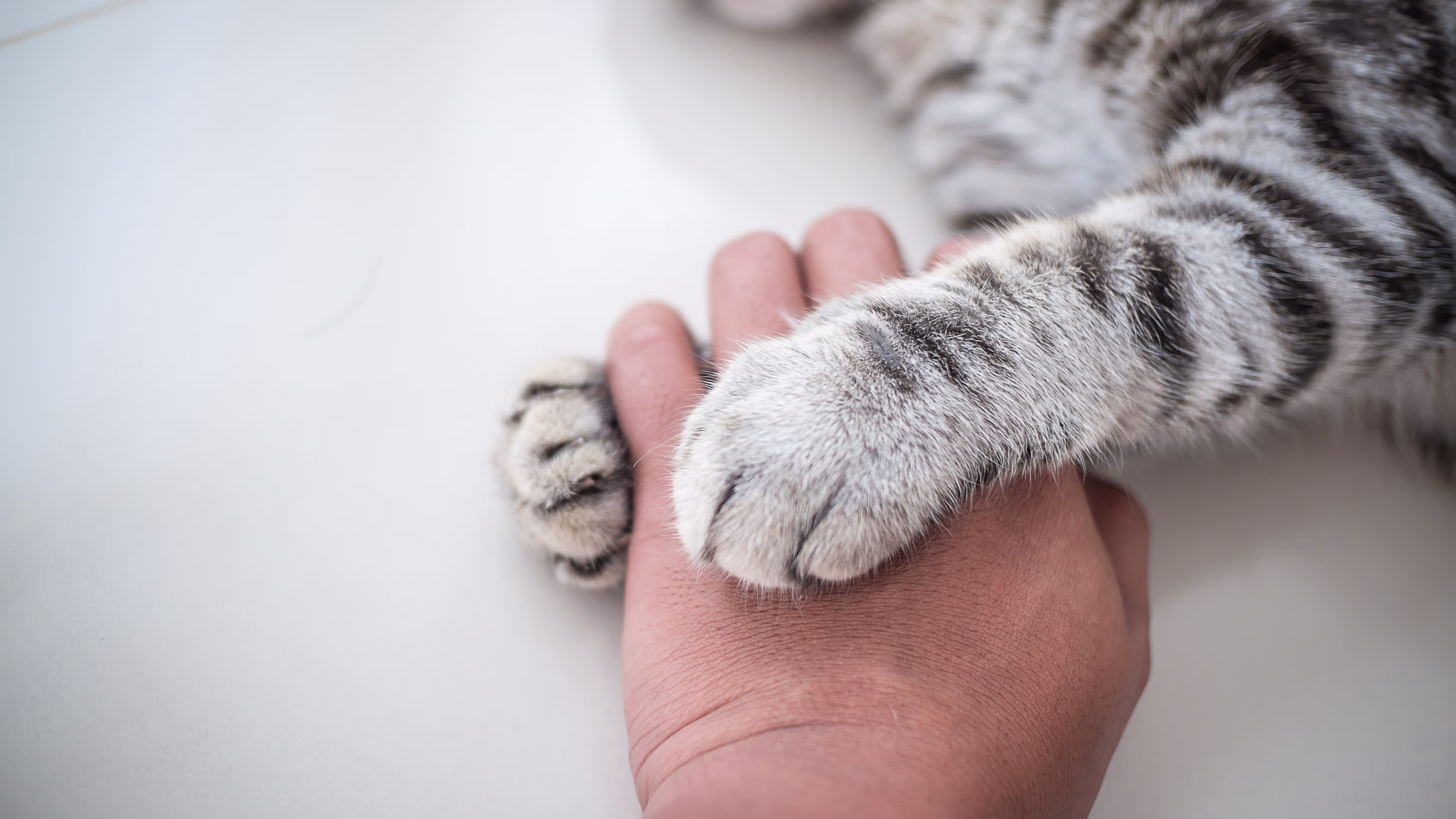 Hi , My cat has a allergy to a cat food,i stop giving herthat food but  I need a treatment for skin irritation and itching. Thank you