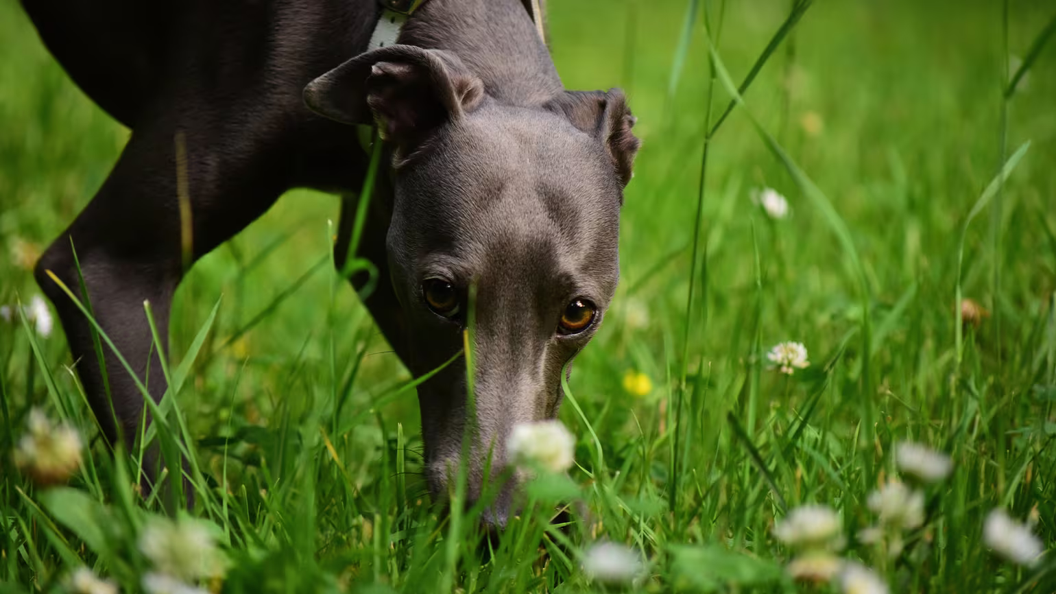 Can Dogs Have Seasonal Allergies? 