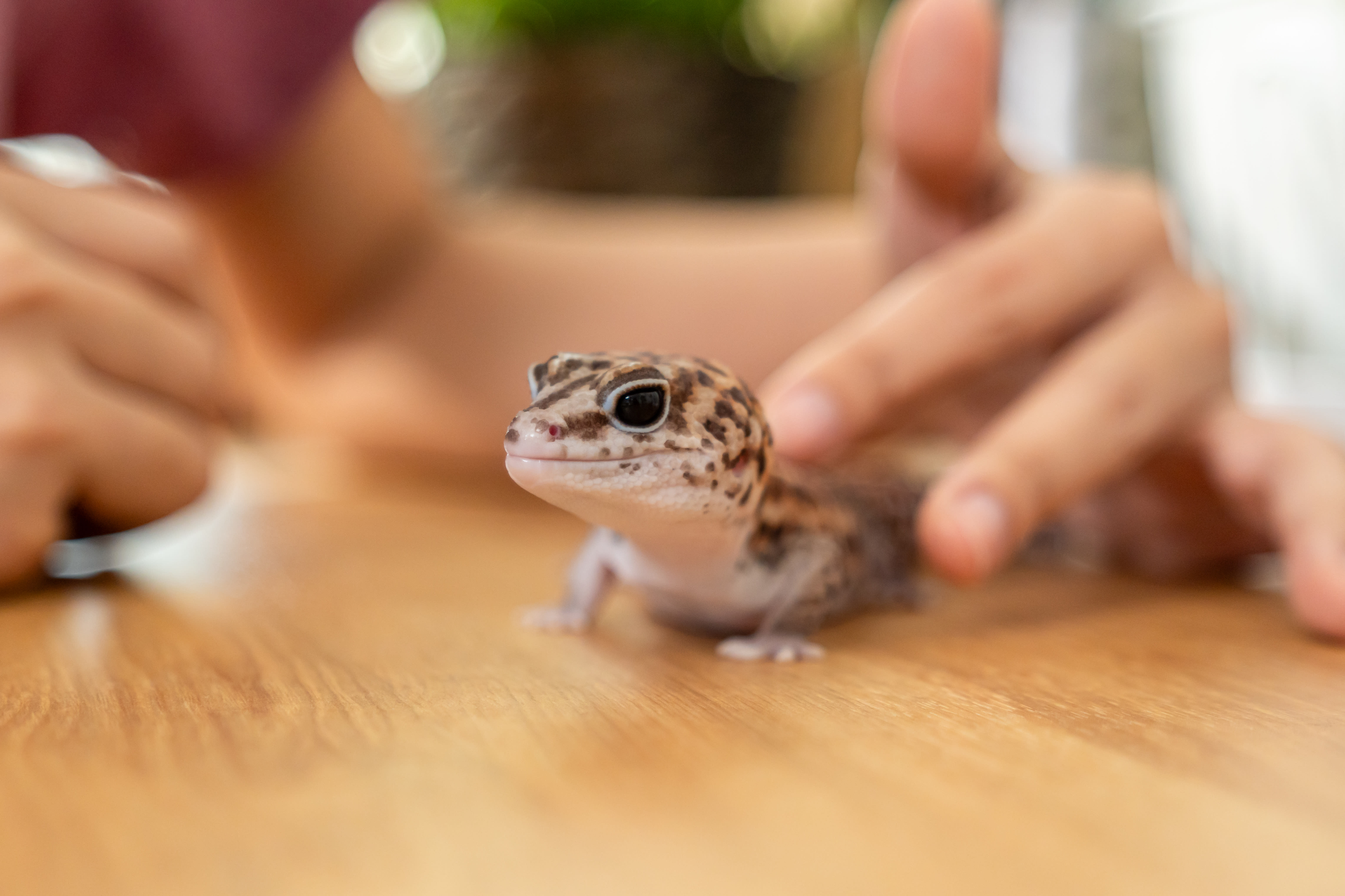 I was given a Bearded dragon that had gout, how can I help him without needing to take him to the vet he has had it for a while and it is visible. How do I know if he is in pain? What should I give him ?