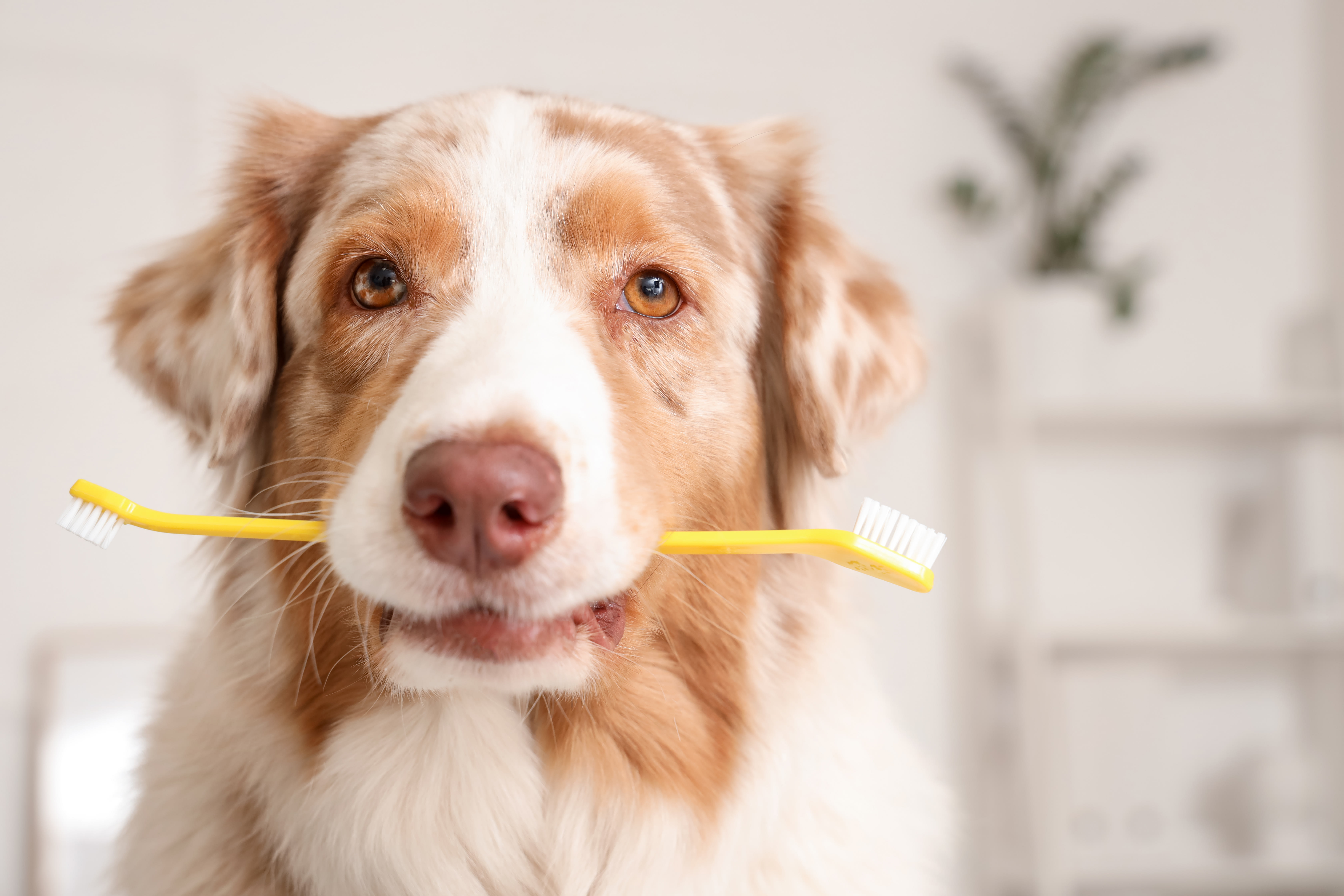 What dog bones are the best for teeth cleaning purposes?