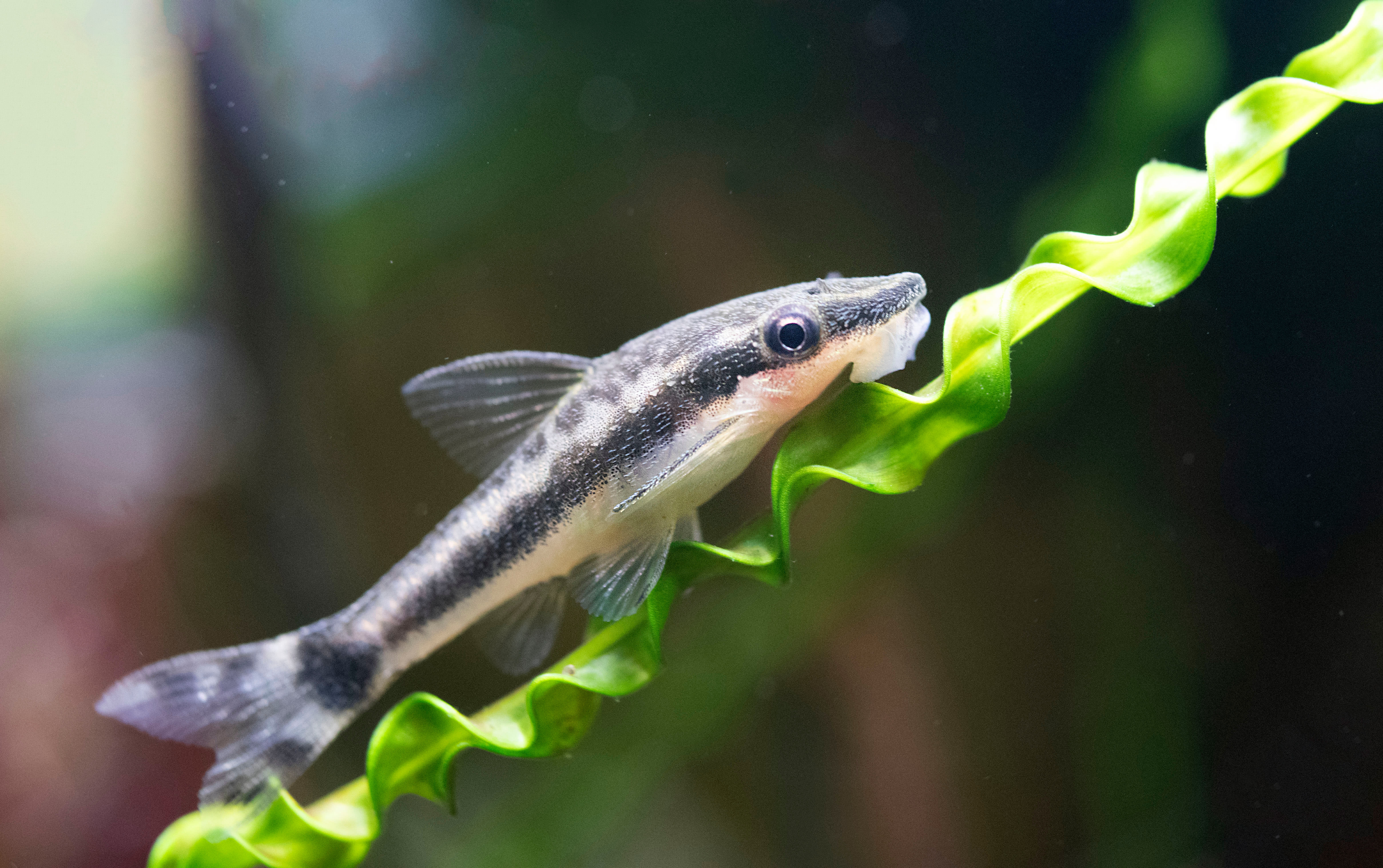 My koi are loosing scales and one of my goldfish has white bumps on it's head. What could it be?