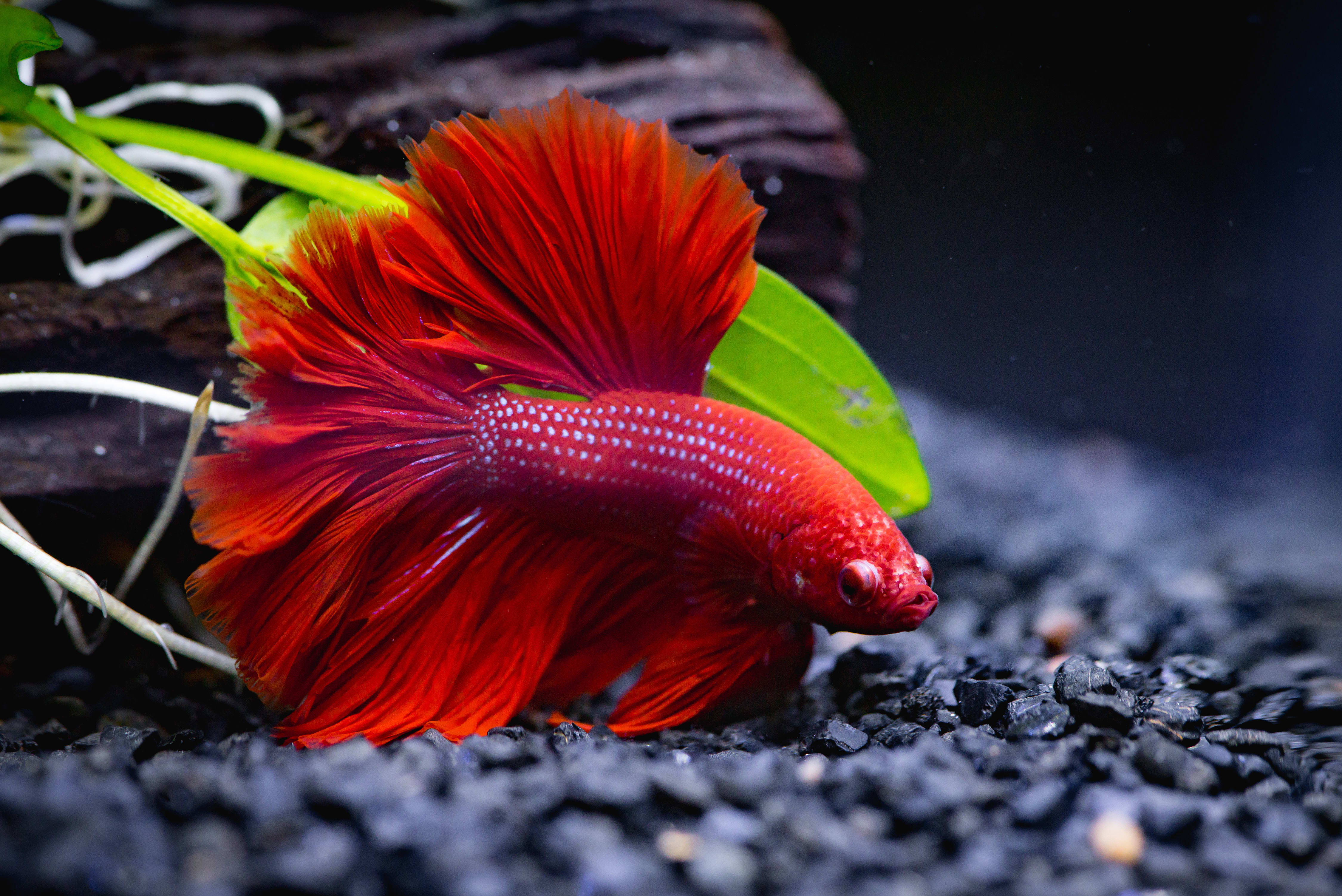 Betta 2025 fish active