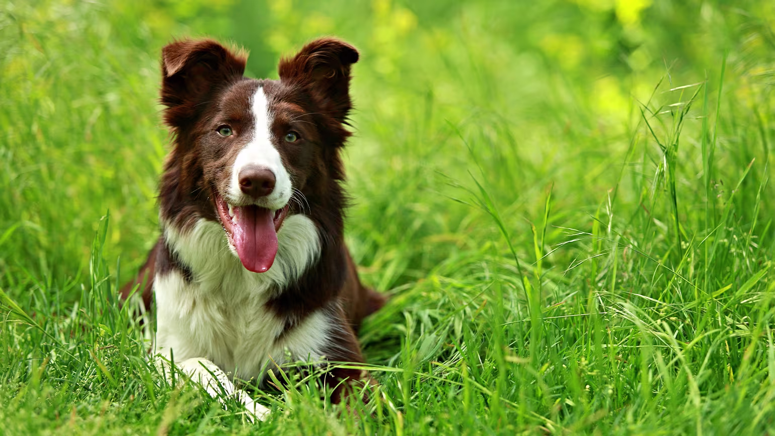 Simparica Trio vs. Trifexis: Best Flea & Tick Med for Your Dog?