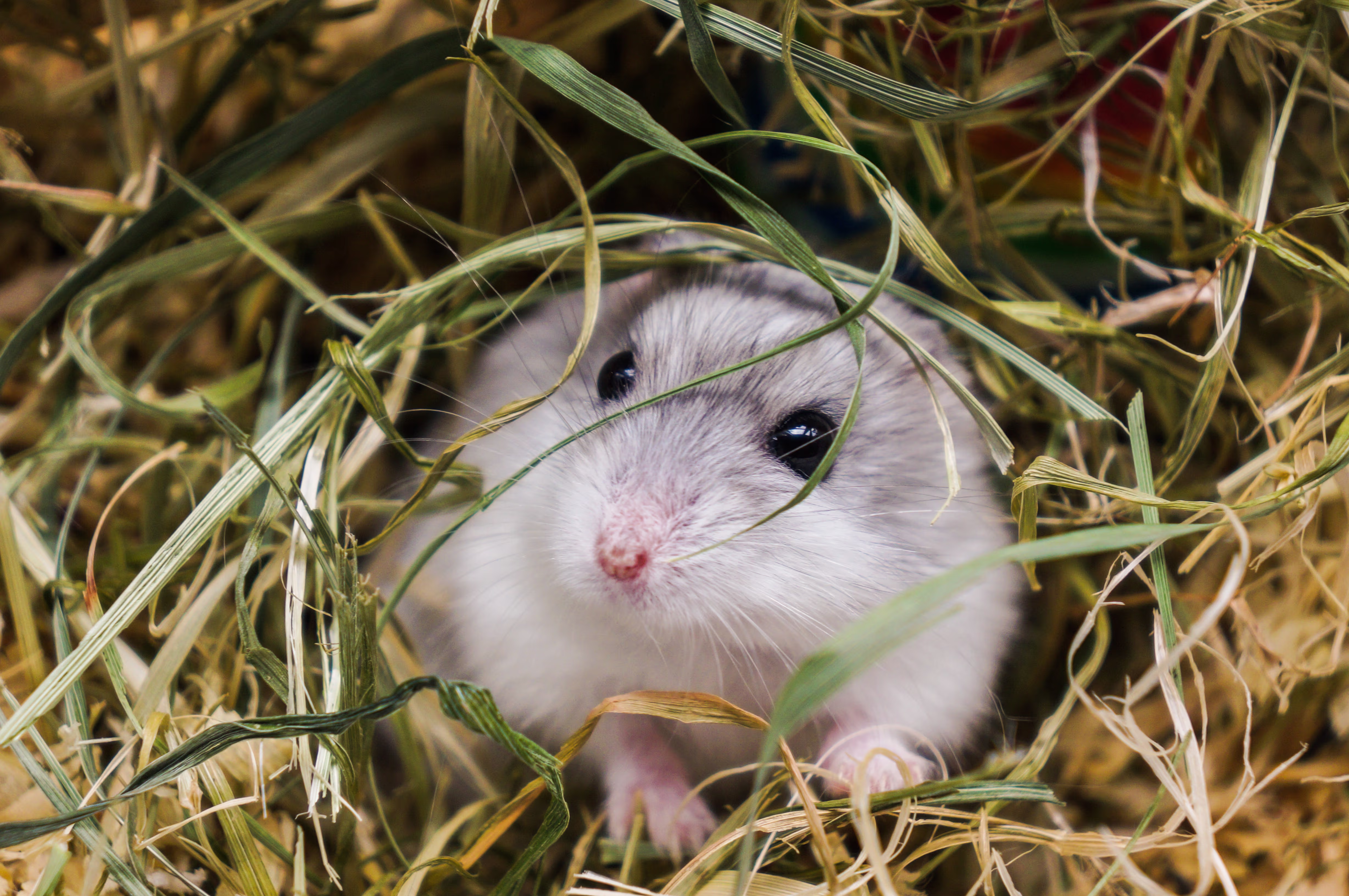 I'm looking to get this cage. The chart says it's good for two guinea pigs, which I have. In the comments a lot of people say their two guinea pigs were happy. But I just wanted to be sure. I'm thinking about getting this cage and then getting anothe