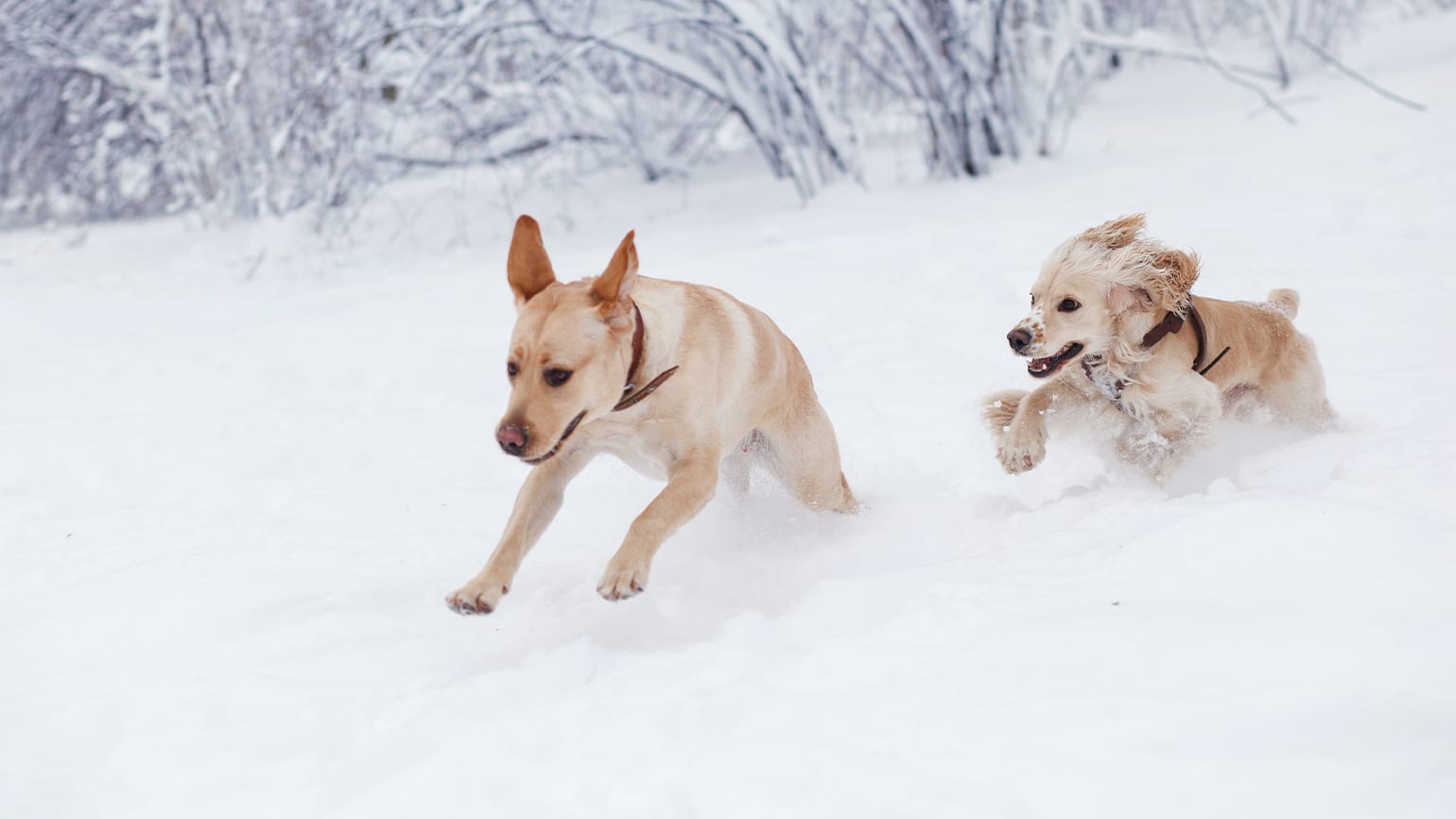 How to Safely Use Ice Melt with Pets 