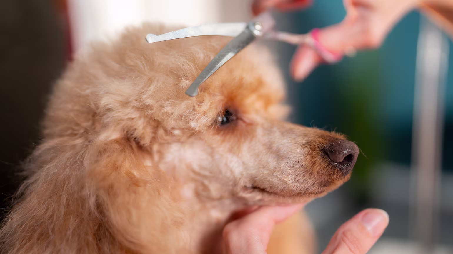 The Most Popular Haircuts for Dogs by Coat Type