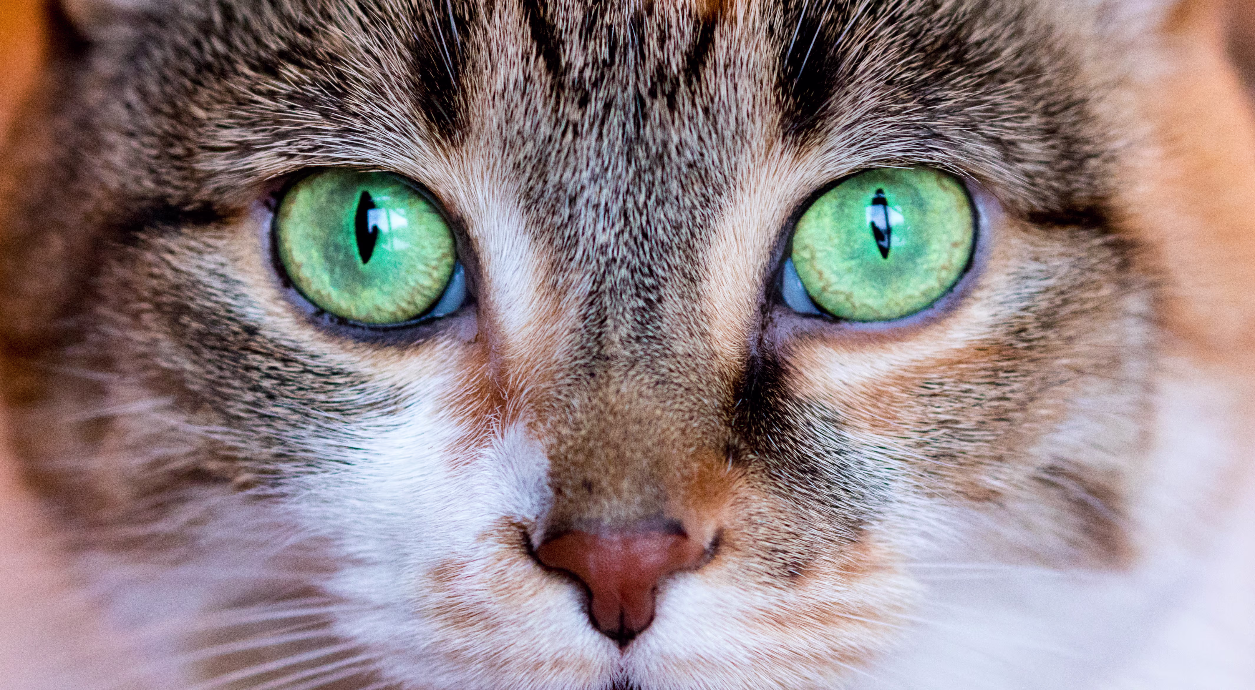 I have 2 older kitties.  One is 18, has had 2 strokes over the summer and he is blind.  He has issues with his balance now and with getting in and out of the litter box, therefore when he gets in the litter box he tends to pee right there, then immed