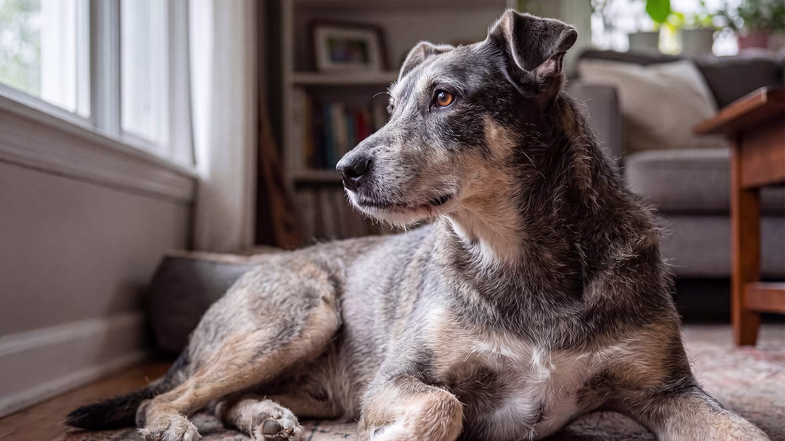 Senior Dog Health Guide: What to Expect and How to Support Them After Age 7