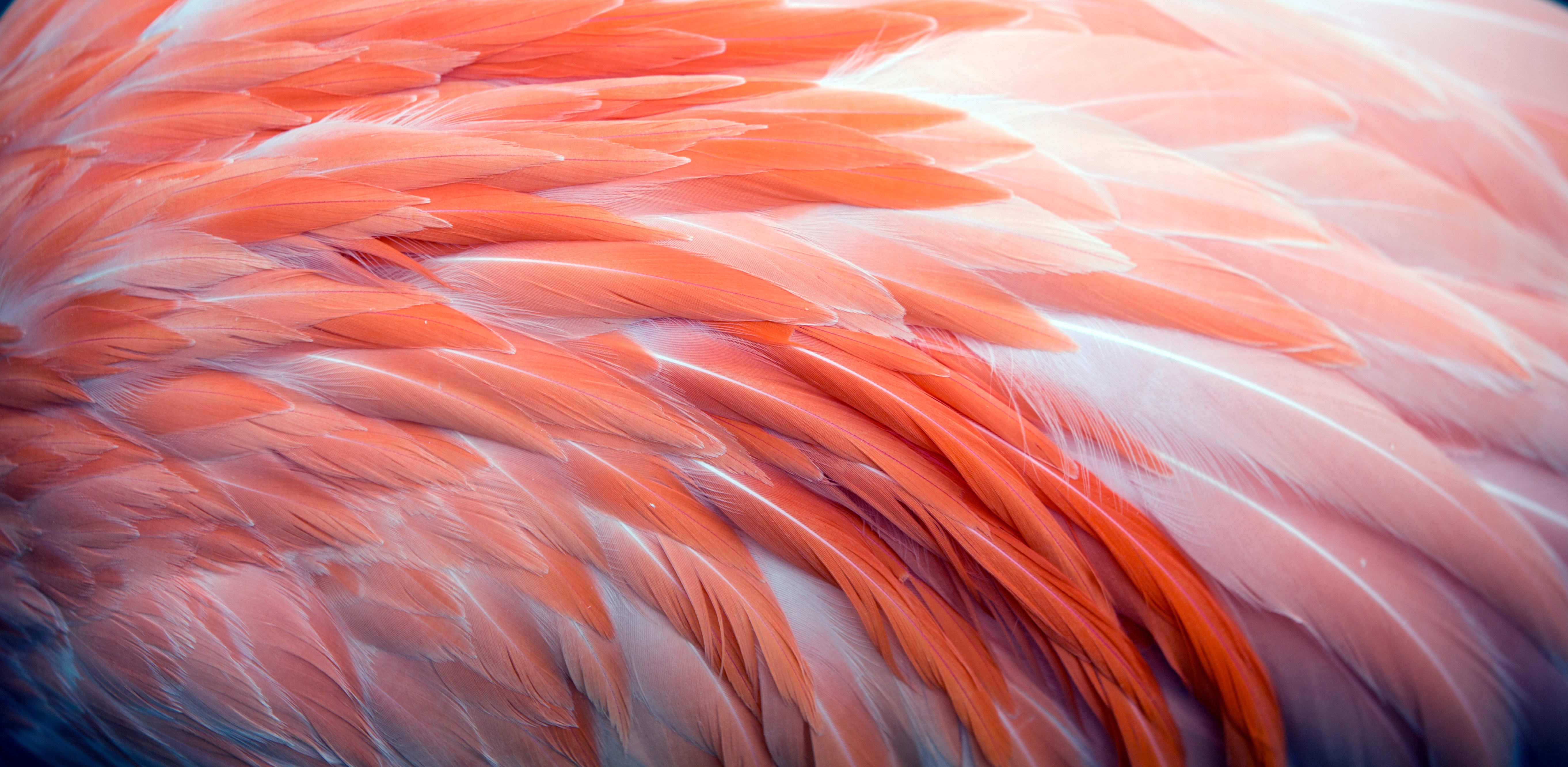 All About Bird Feather Anatomy: Types, Growth, Color & Molt