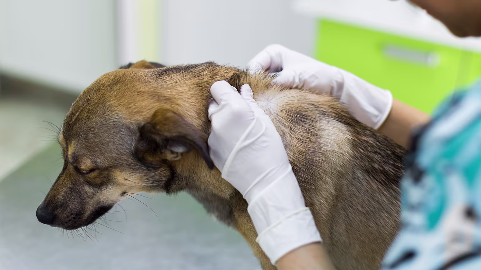 Bacterial Skin Infections in Dogs: Causes, Symptoms & Treatment