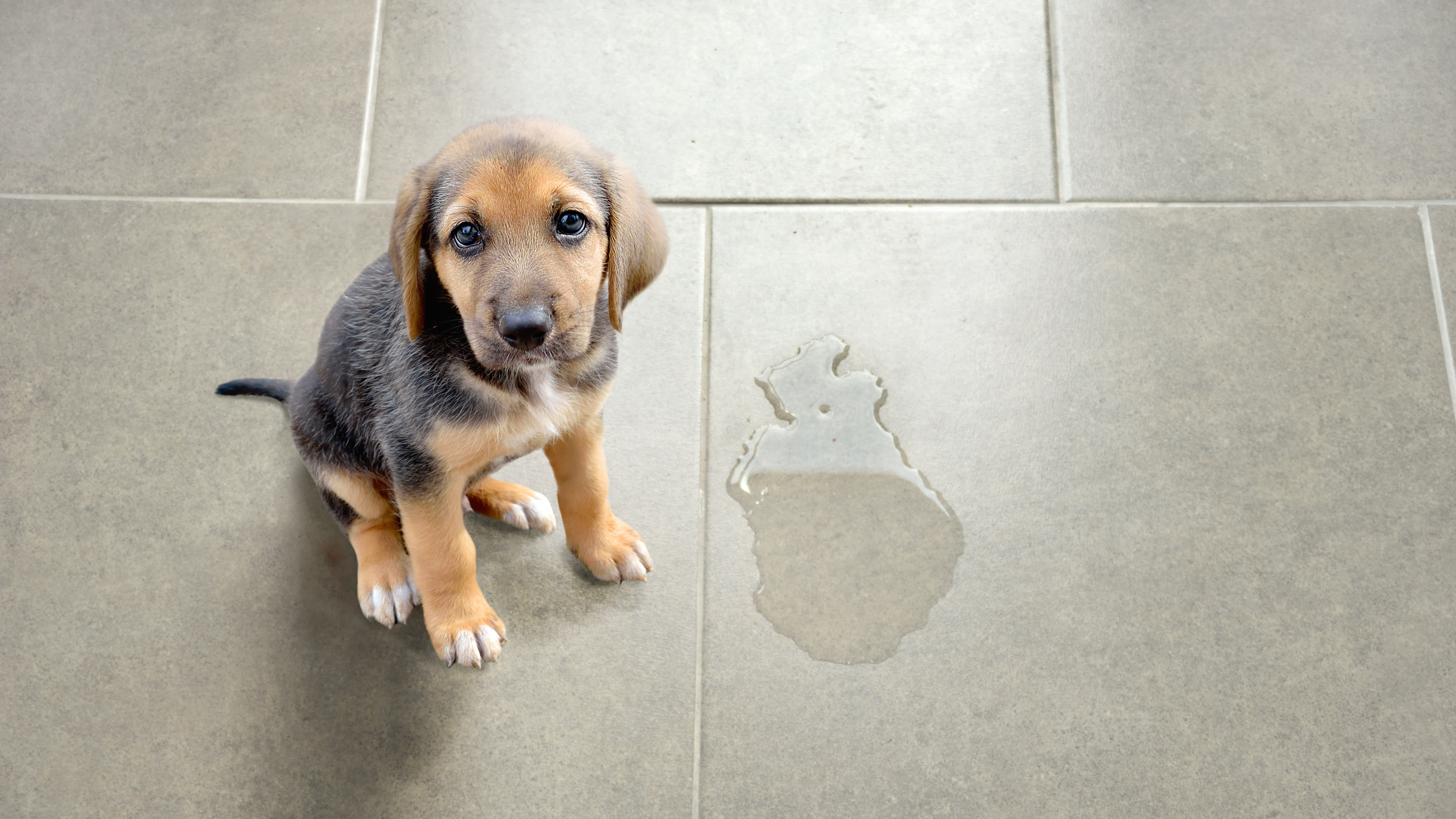 Training your dog hot sale to pee outside