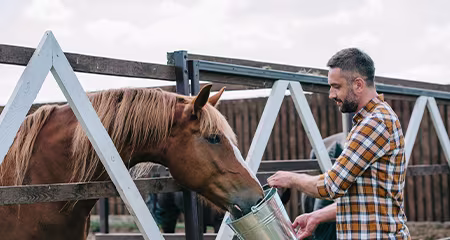 Why does my horse get wild on feed? Is oats, hay, and pasture enough?