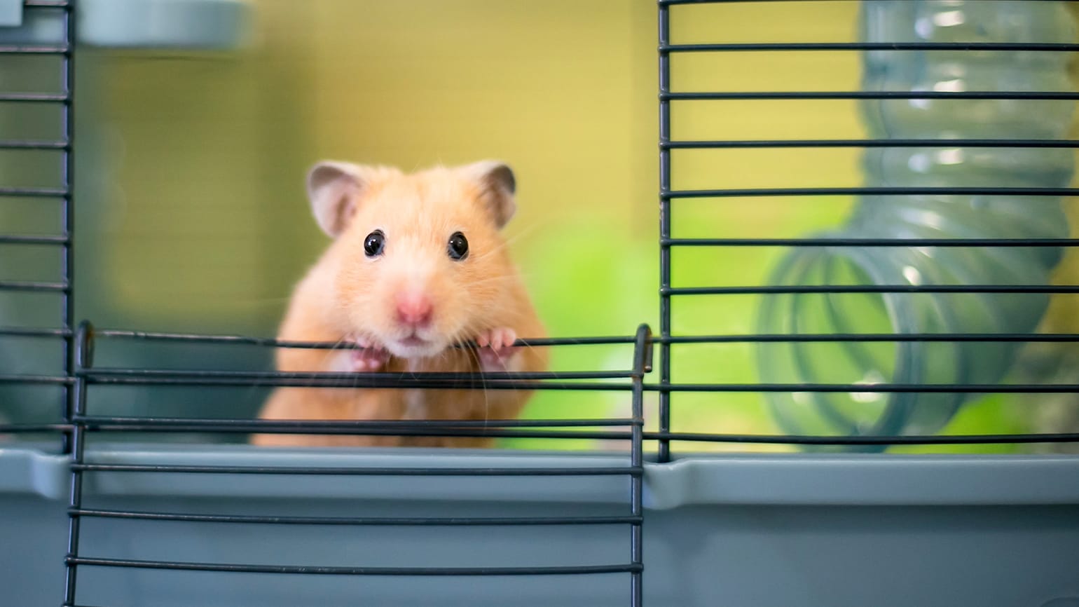 Ultimate Hamster Care: 25 Essential Facts for a Healthy, Happy Pet
