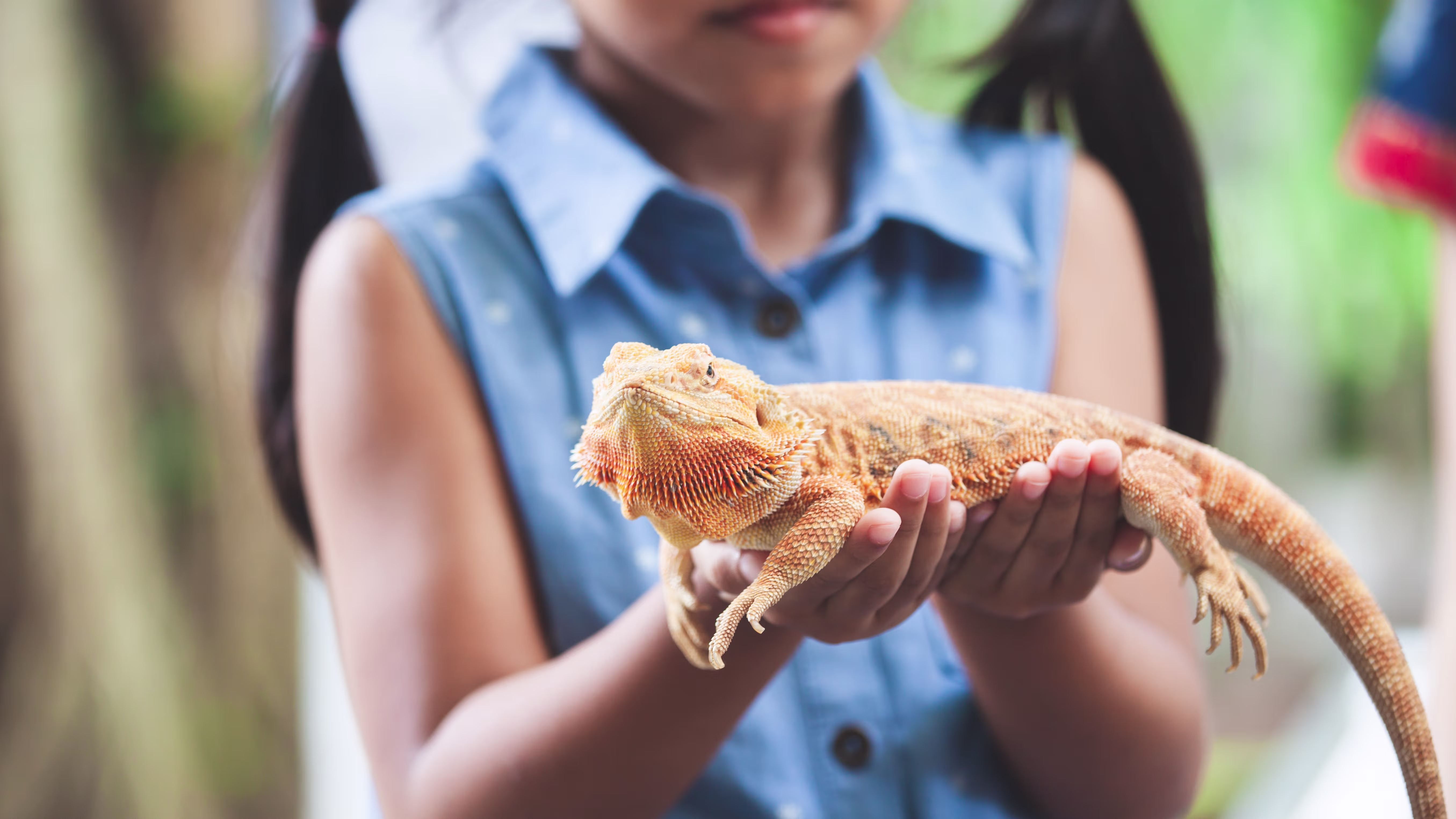 Is my set up for my bearded dragon good?  (See attachment)