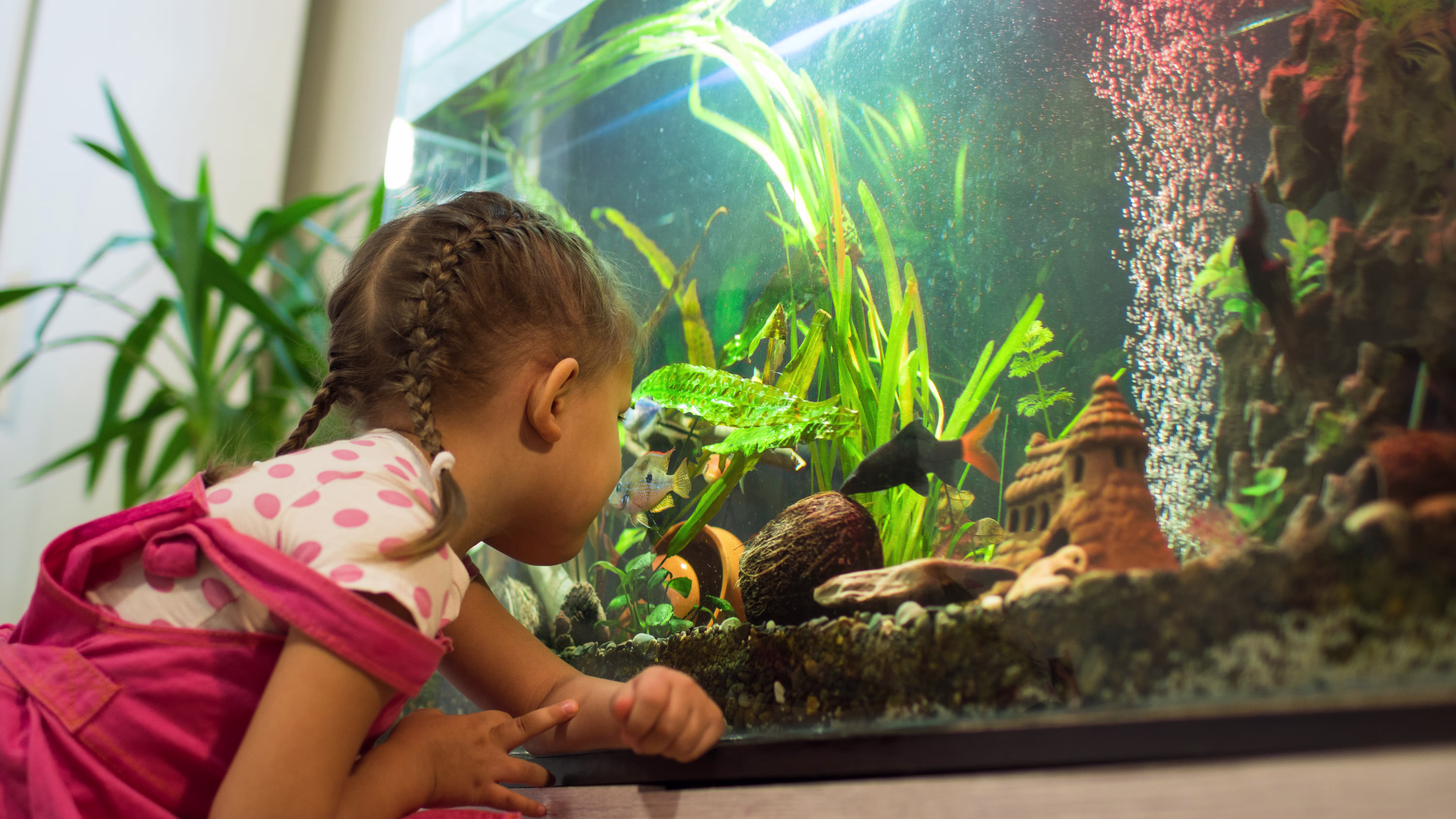 I am planning to put either tetras or danios in a 10 gallon. How can I tell if their female or male? Im not wanting to breed them so what do I do of they lay eggs? Am I suppose to move the eggs to a different aquarium and if I do will they still hatc