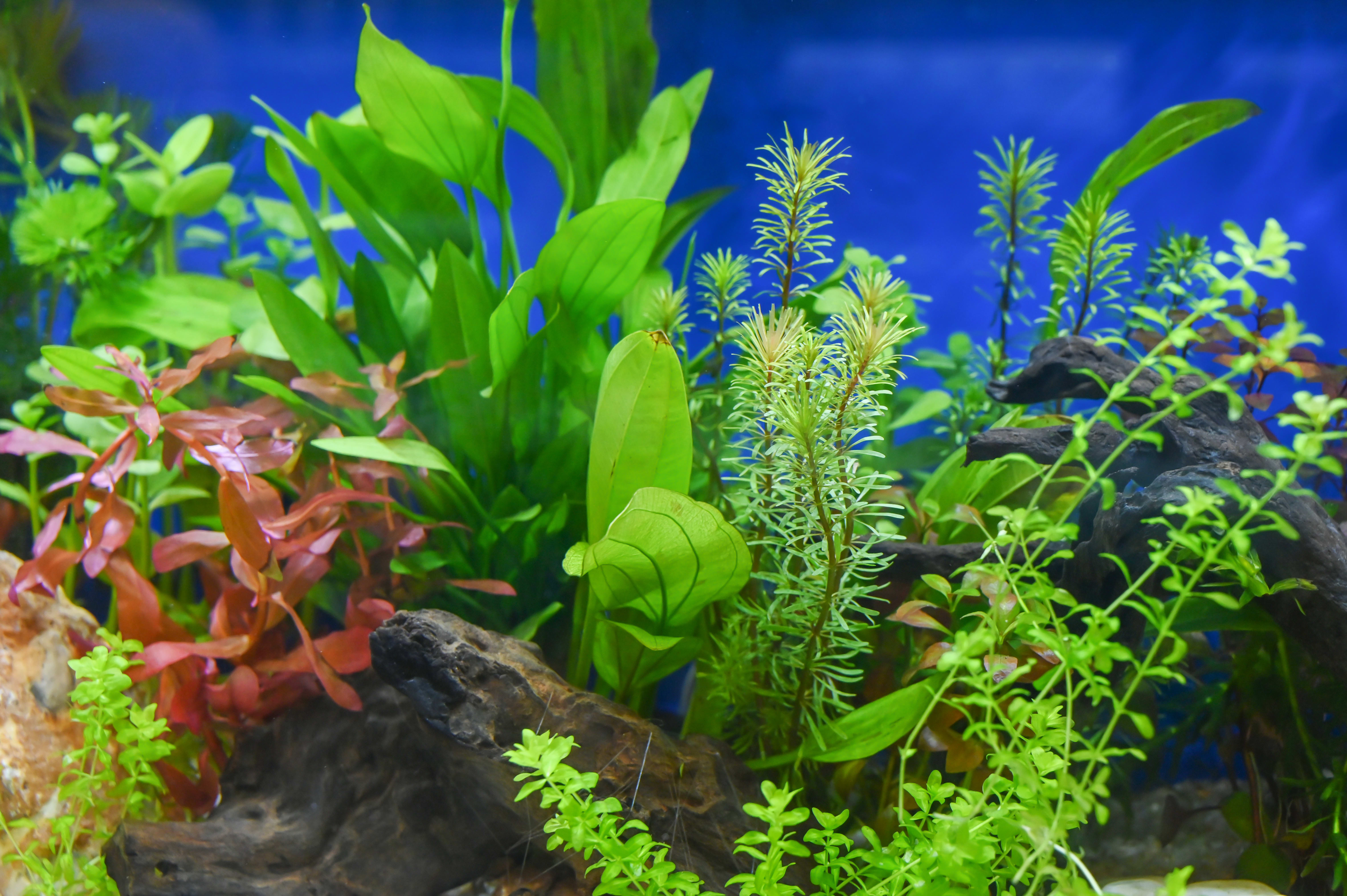 How to care for Hygrophila | Petco