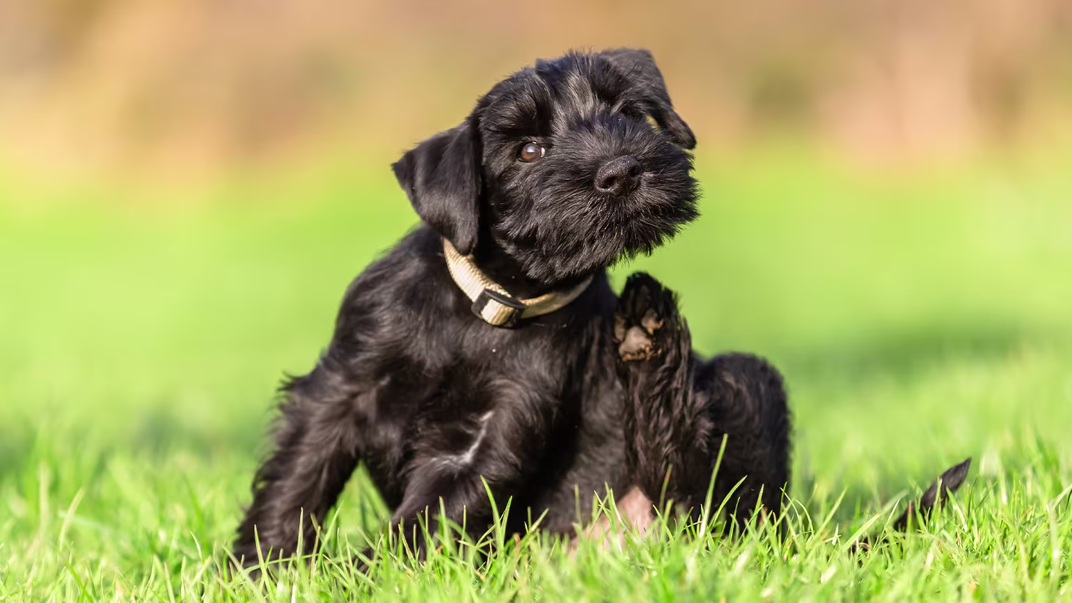 Apoquel for Dogs: What It Treats, Dosage, and Side Effects 