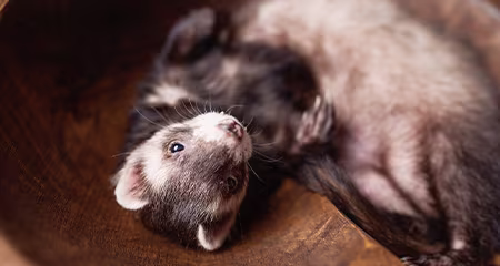 Can I use anti ich and anti chlorine in turtle aquarium? I have 2 red eared sliders