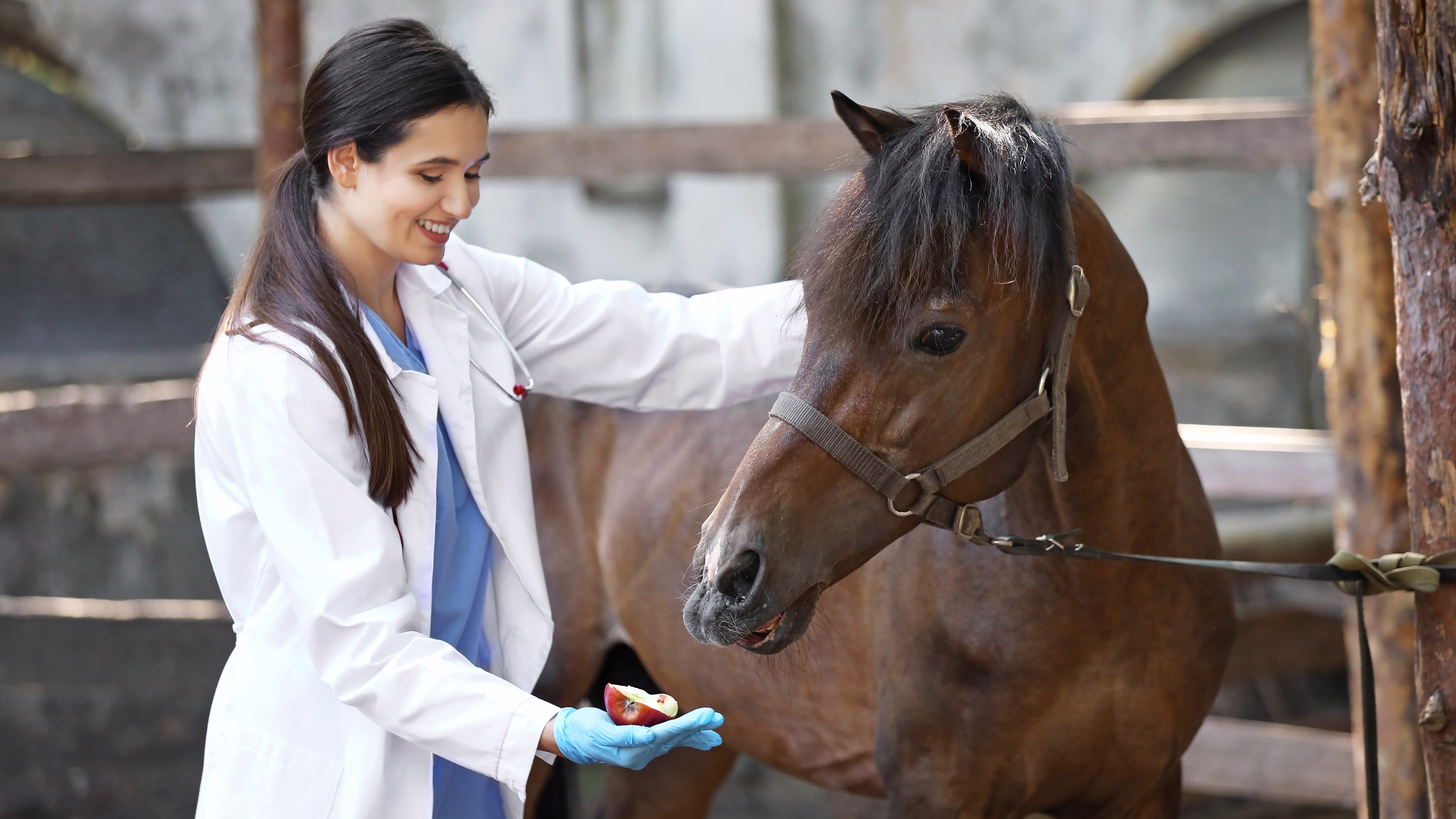 My horse has skin growths after grooming. What is it and how to treat?