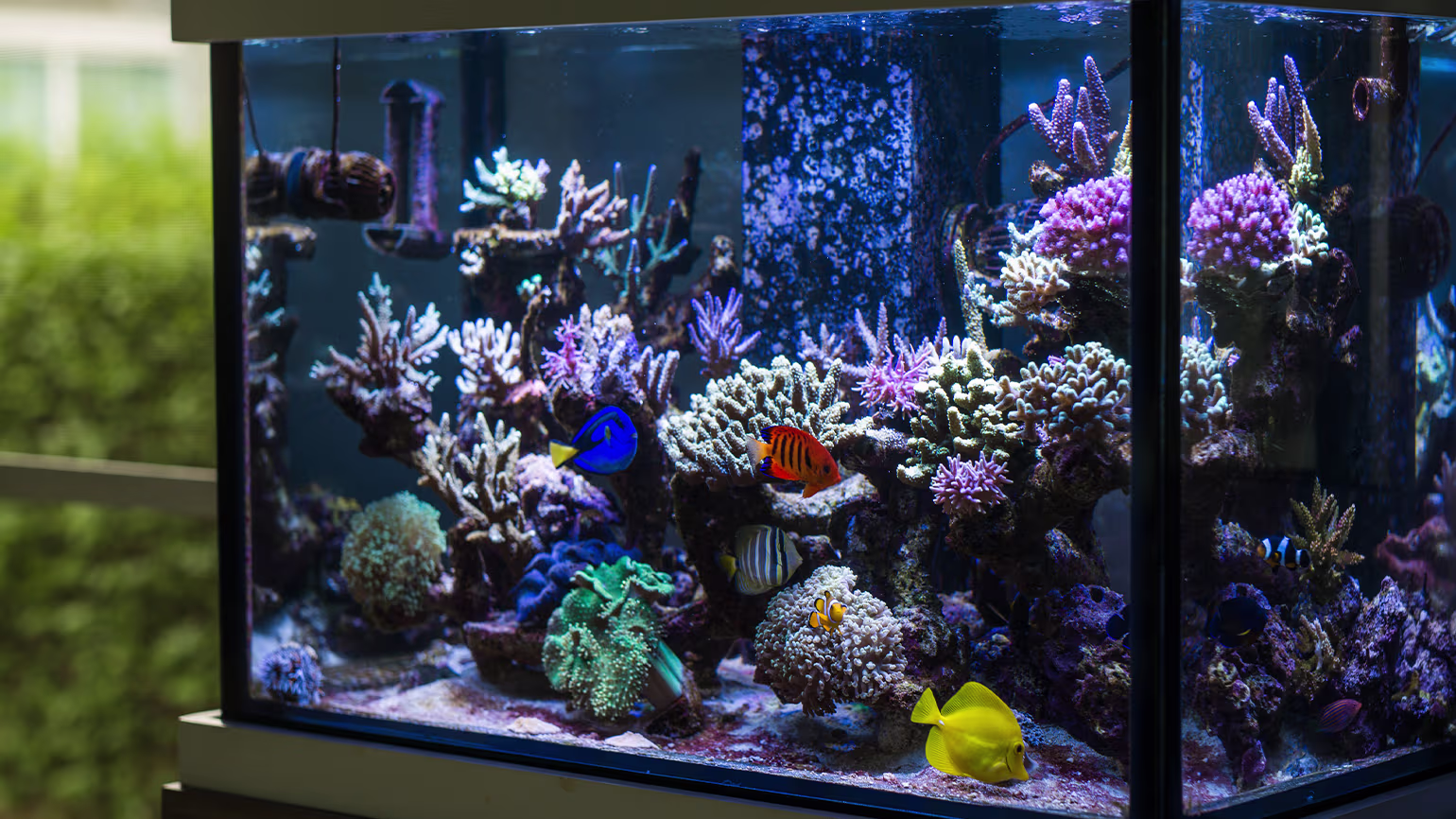 Is Your Floor Safe? Calculate Aquarium Weight for a Secure Setup