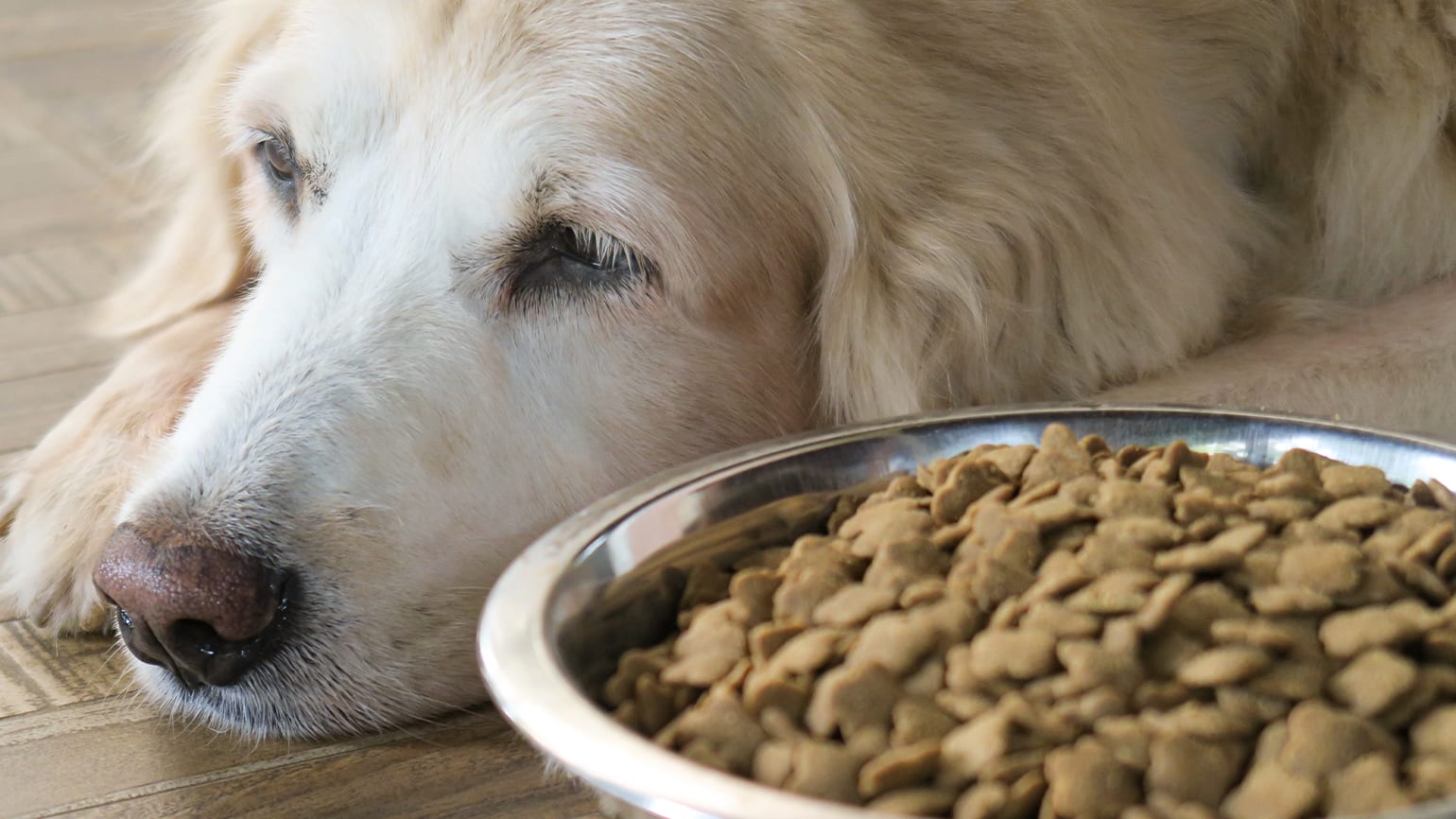 What to Give a Dog with an Upset Stomach 