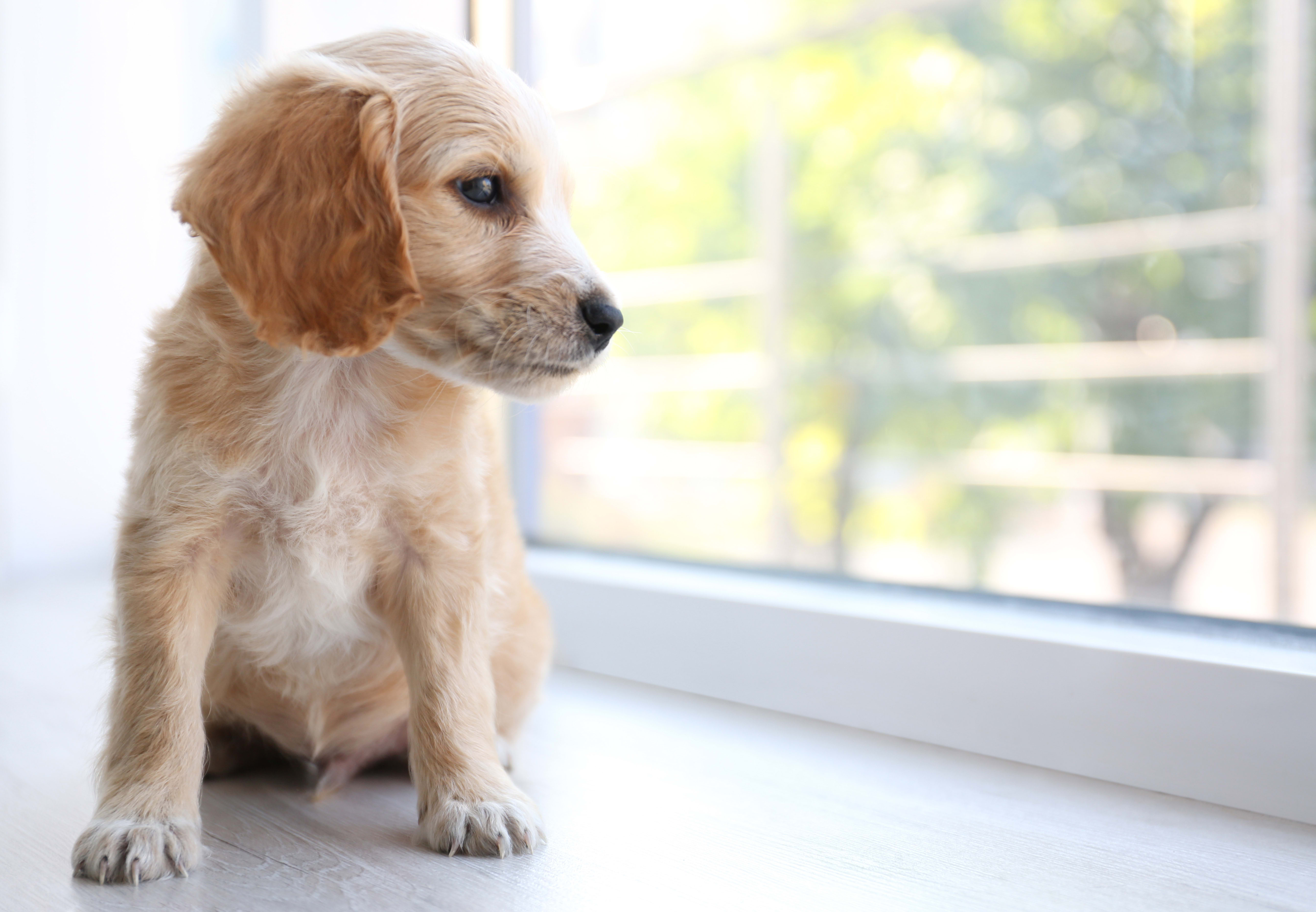 Puppy and Dog Housetraining
