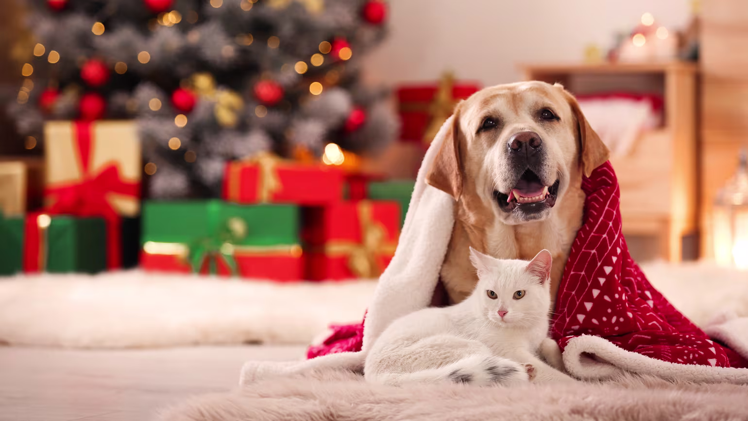 Gift Ideas and Top Presents for Pets