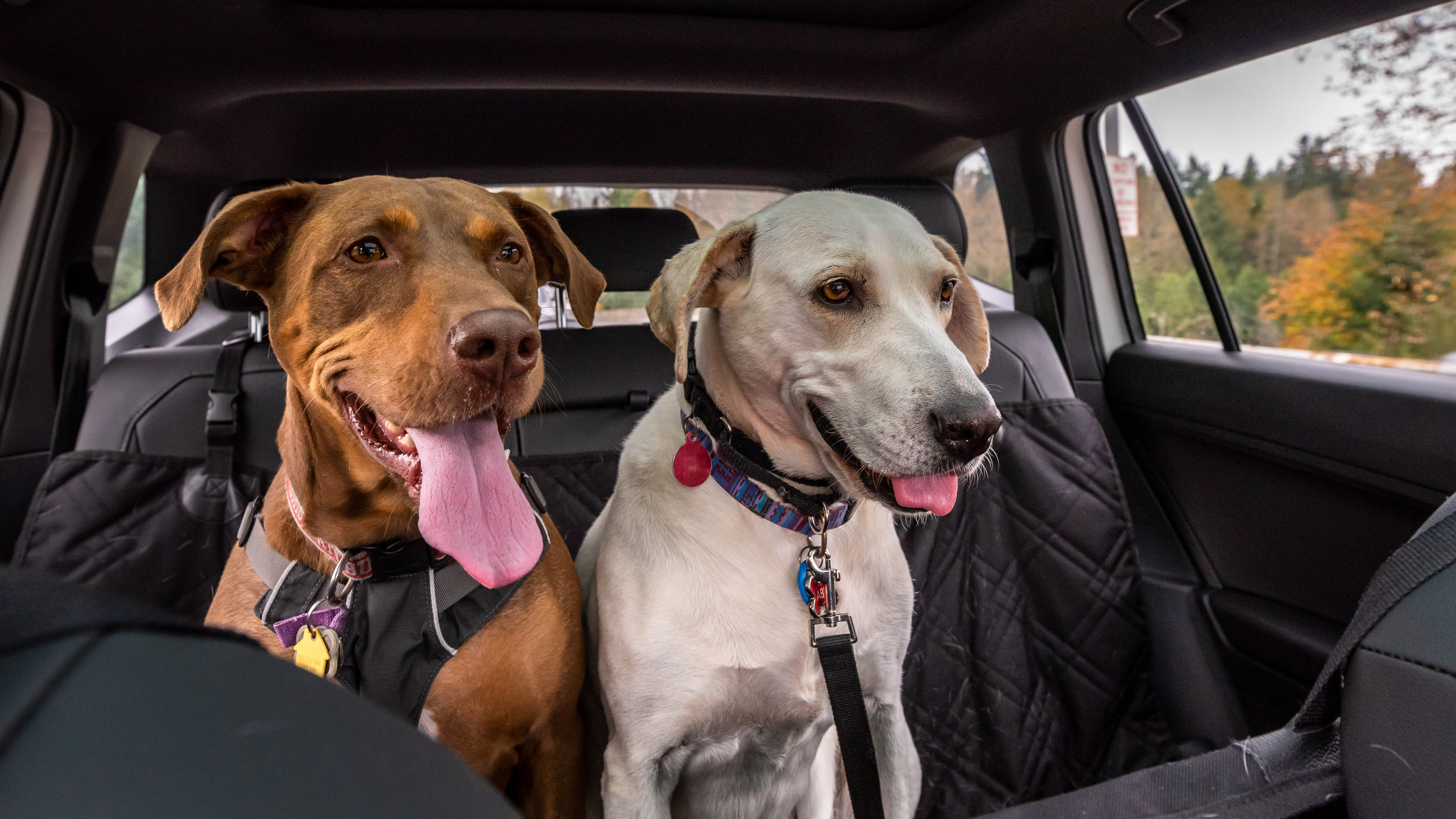 Preparing Your Dog for a Road Trip