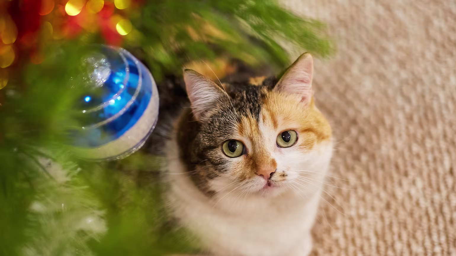 How to Keep Your Cat Out of the Christmas Tree