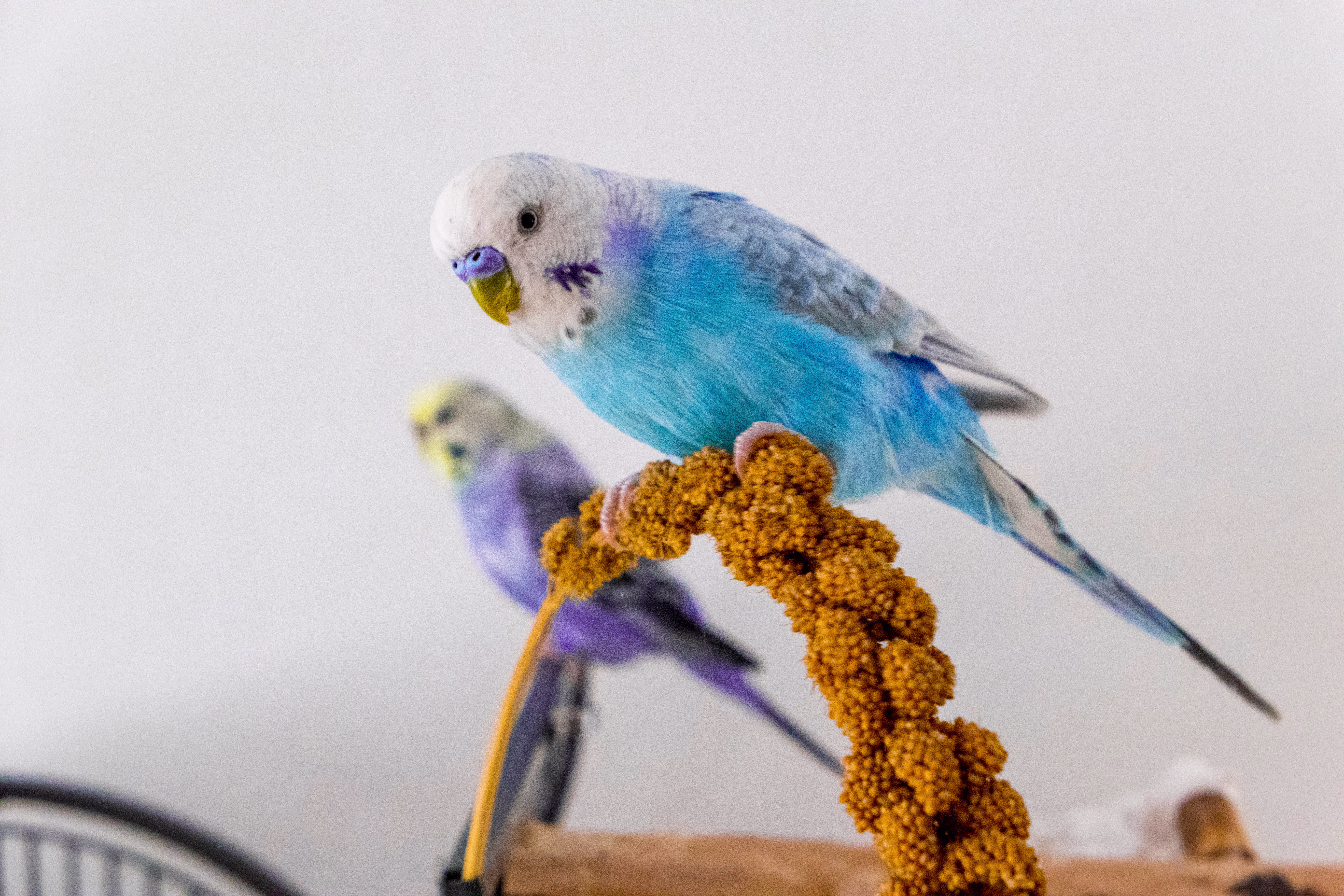 How would you know what type of food is best for your Budgie? Also what should I always keep a millet stick in their cage?